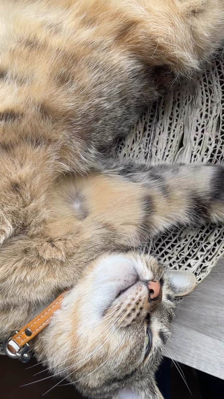 新倉瞳のインスタグラム：「師匠の毛並み整えさせていただきますでございます」