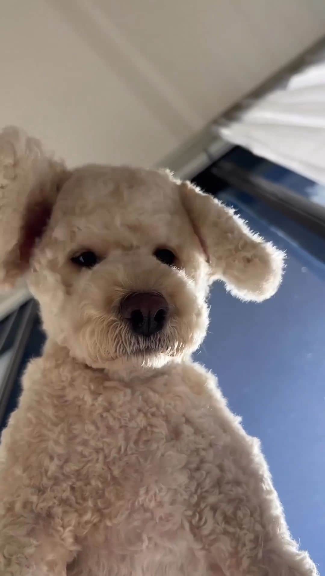 SHEINのインスタグラム：「Your bestie’s POV when you‘re video calling to show off your fresh new SHEIN fits 📱👀🤣 @litchi_191125  #SHEINinspo」