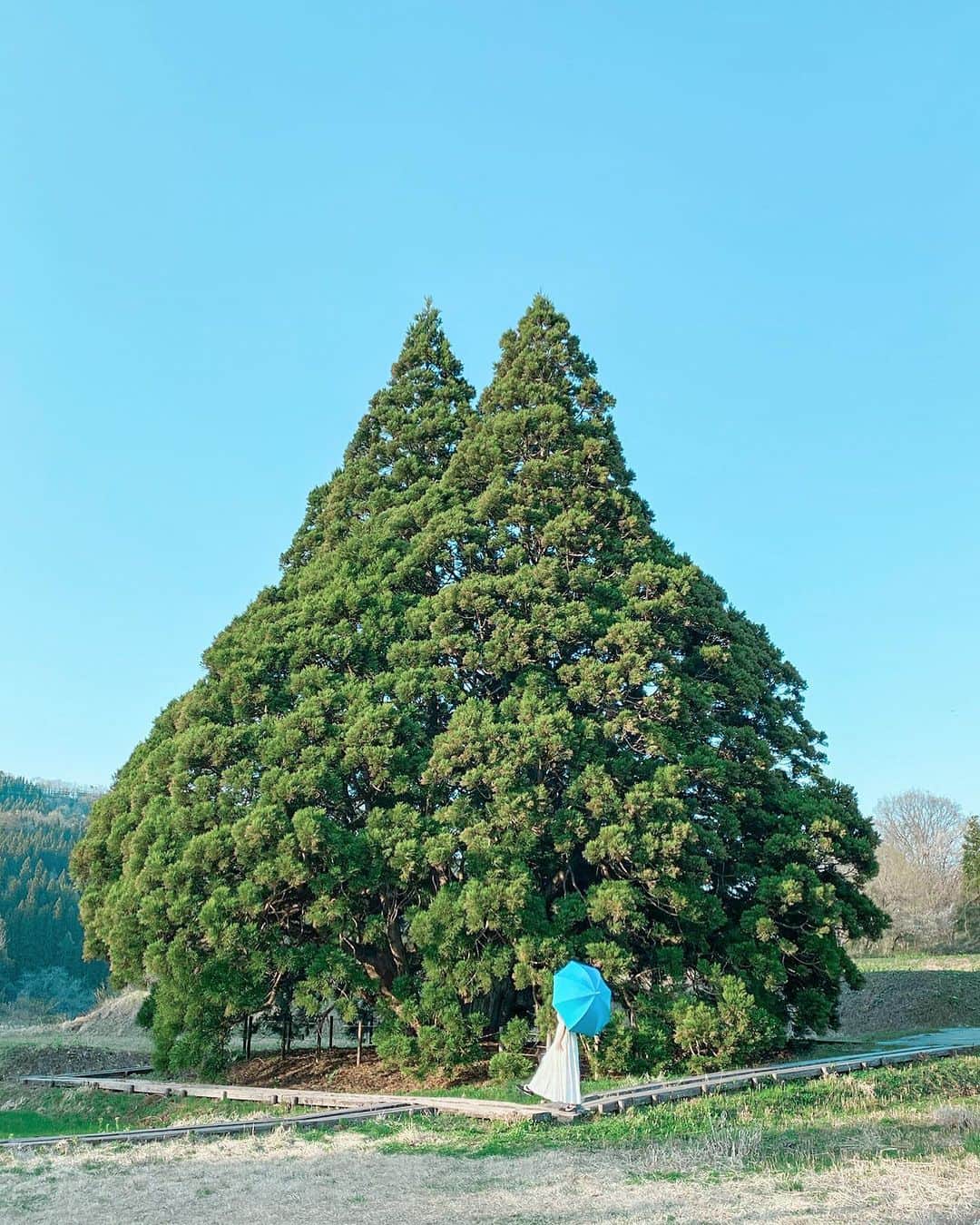 ピーチ・アビエーションのインスタグラム：「まるでトトロ！山形県にある、#小杉の大杉 🌳  小杉地区にある大杉ということから、「小杉の大杉」という名称で親しまれてきたそうです！いつしか、その木のフォルムがトトロに似ていることから、SNSでも話題になっています🤳  人工的に整えられた木なのかと思いきや、天然でこの形なのが驚き😲❗️推定樹齢1,000年以上、高さは高層マンション6階に相当する20mもあるこの木は、村の天然記念物にも指定されていて、地元の方や観光客に愛されています😊  また、1本の木ですが、仲良く寄り添う2人のように見えることから、夫婦杉や縁結びの杉とも呼ばれており、パワースポットとしても人気です🙌 根本には山神様を祀る祠があり、この場所で夫婦手をつないで休むと子宝が授かるという言い伝えもあるんだとか🕊  小杉の大杉の周りは道も整備されており、近くには約10台ほど停められる駐車場があるため、車で安心して行くことができます🚗  山形に行った際には、ぜひトトロに会いに行ってください！🤍  . . . . . . . . . . . . . . . . . . . . . . . . . . . . . . . . . . . ▶Photo by： @myu_travelplan OOKINI!! ▶Place： #山形 . . . . . . . . . . . . . . . . . . . . . . . . . . . . . . . . . . . . Peachでは各就航地で撮影された皆さまのお写真をInstagramでご紹介させていただいています。 #fly_peach をつけて投稿してください✨ . #山形観光 #山形旅行 #山形観光スポット #国内旅行 #東北観光 #東北旅行 #自然が好きな人と繋がりたい #peachaviation #yamagata #yamagatatrip #ig_japan #japantrip #japan_of_insta #bestphoto_japan #instagood」