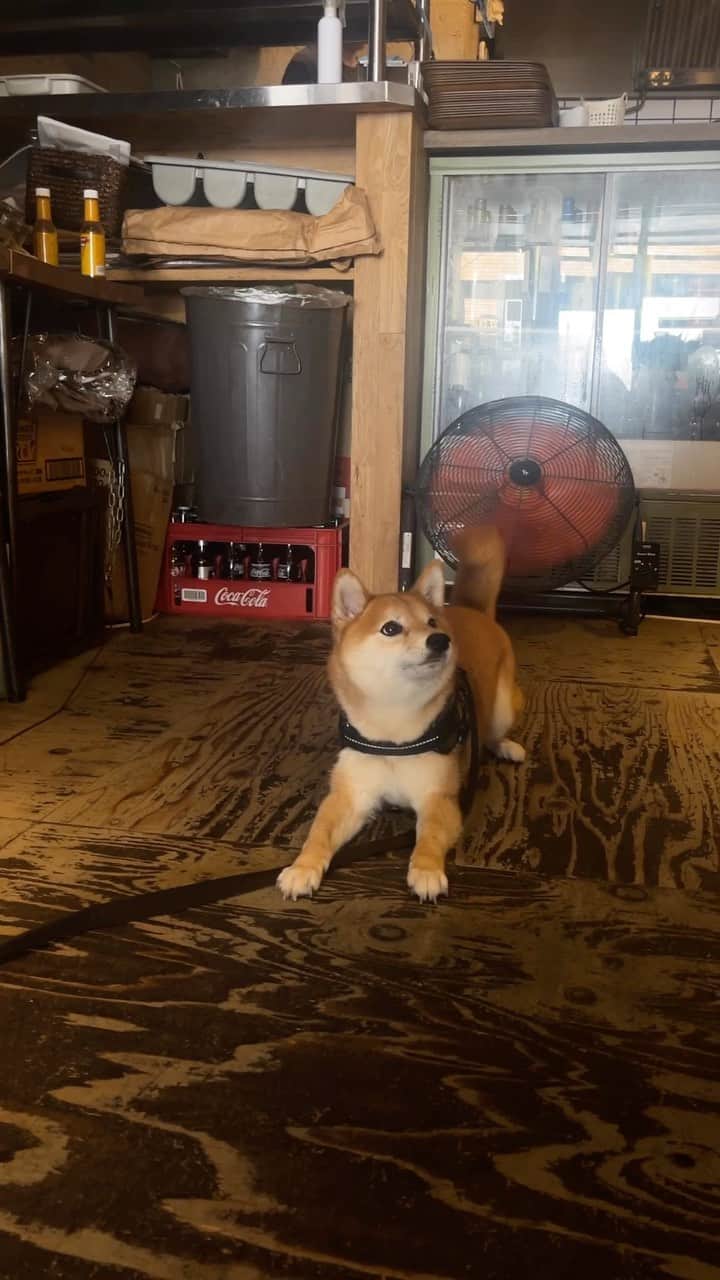 POPEYE_Magazineのグルメインスタ