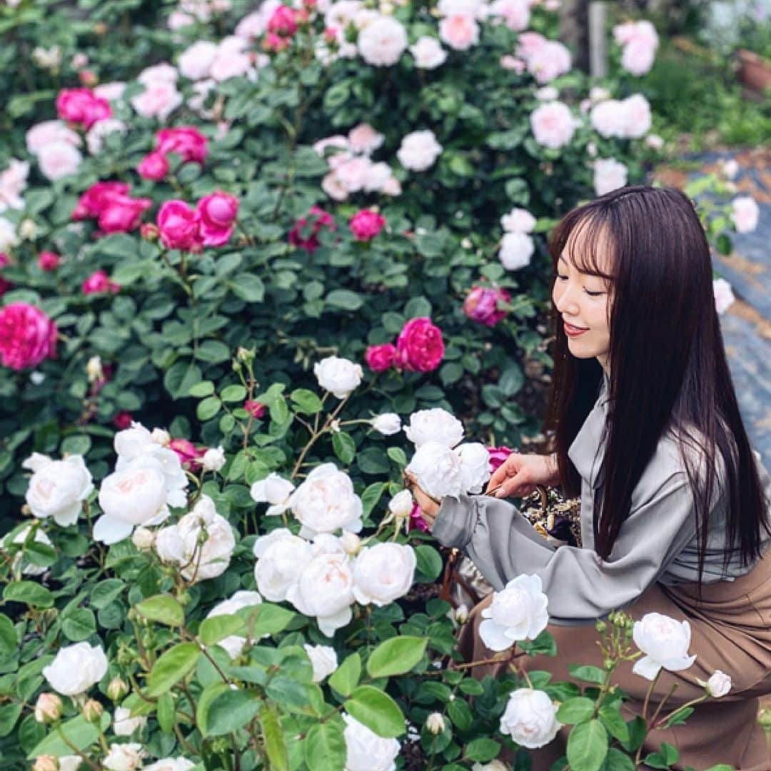 加藤桃子のインスタグラム：「Rose🌹　  #バラ　#ローズ　 #rose #whiterose  #pinkrose  #fashion  #fashionstyle  #fashiongram  #japan  #japanphoto  #japansightseeing  #japanesegirl 🍑 #山梨県 #山梨観光  #yamanashi  #yamanashiprefecture  #ハイジの村」