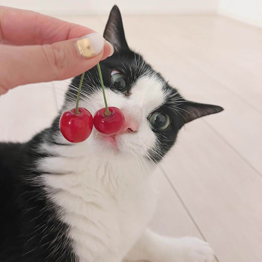 korokoronyaさんのインスタグラム写真 - (korokoronyaInstagram)「✣*∗ 6 Jun, 2023  🍒 * 果物は1、2種類は必ず、 ストックしている我が家です🍒 今の時期はさくらんぼ、 あとはライチとかも出てきて嬉しい😊 基本的にどの果物も好きで順位がつけられない〜。 みなさんの好きな果物は何ですか😉 * #goma_koronya」6月6日 18時40分 - korokoronya