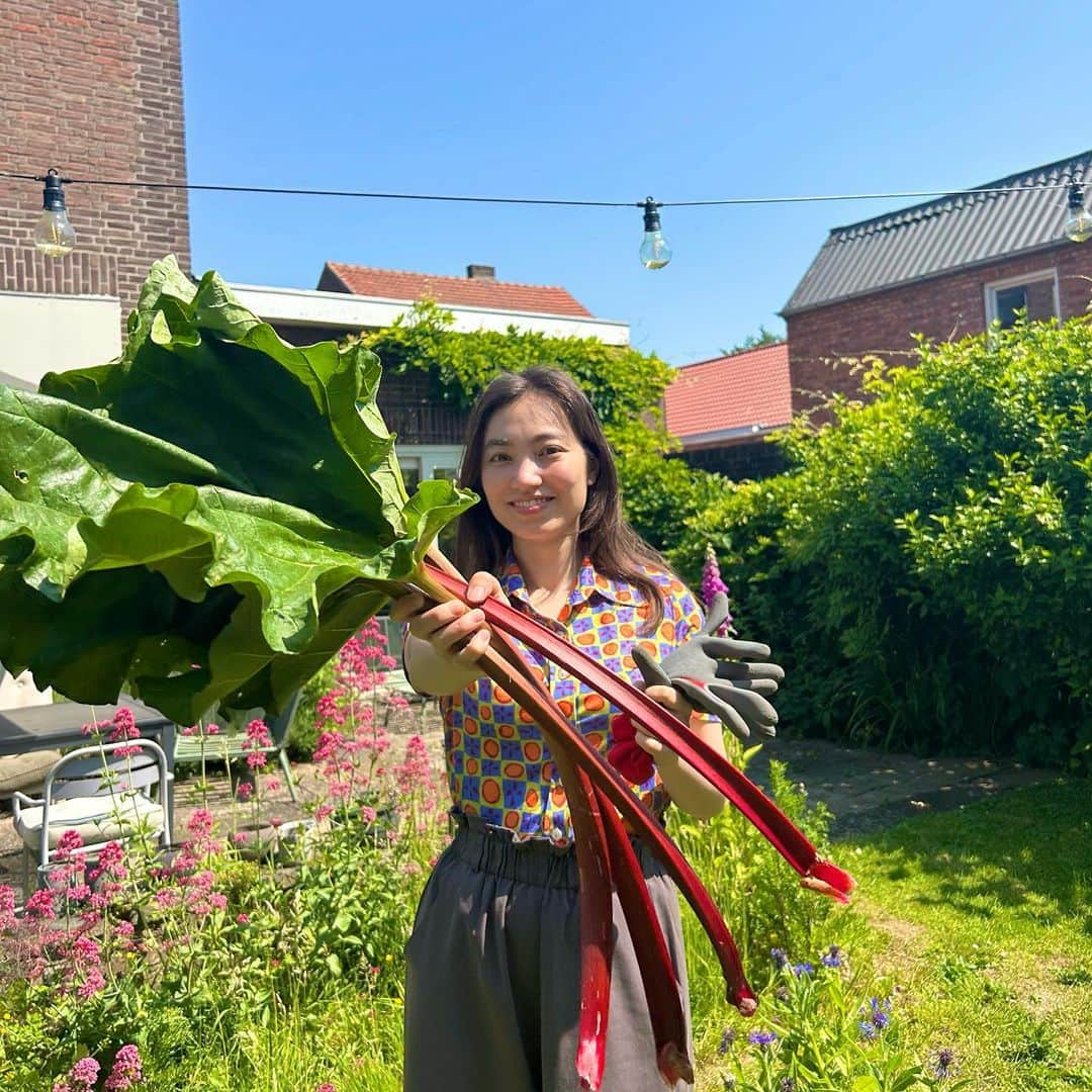 加藤ジーナのインスタグラム：「庭のルバーブ収穫した！🌱 みんなルバーブって知ってる！？ ジャムにすると超美味しいんだよ〜😌💗  庭にルバーブが生えてるなんて 幸せすぎるな、、、 最高の家だ〜🏡✨  今日着てるこのトップスは この前重さで値段が決まるふるぎやさんで買ったんだ〜👗✌️ お気に入り〜☺️💗  #ルバーブ #収穫 #ジャム作り #うちの庭 #ヨーロッパの家 #庭づくり #ヨーロッパ生活 #ヨーロッパ移住 #オランダ生活 #オランダ移住 #オランダ在住 #海外移住 #のんびりライフ #海外移住女子」