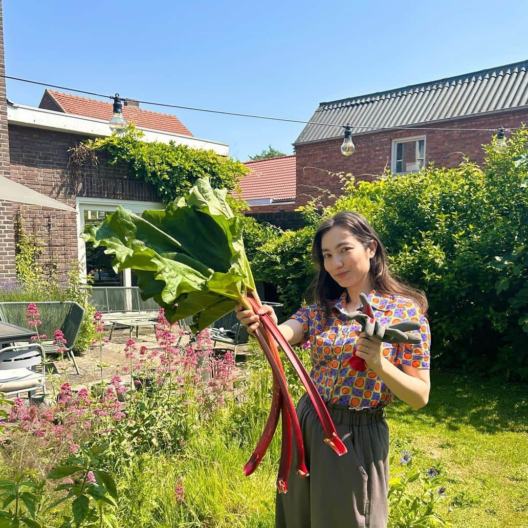 加藤ジーナさんのインスタグラム写真 - (加藤ジーナInstagram)「庭のルバーブ収穫した！🌱 みんなルバーブって知ってる！？ ジャムにすると超美味しいんだよ〜😌💗  庭にルバーブが生えてるなんて 幸せすぎるな、、、 最高の家だ〜🏡✨  今日着てるこのトップスは この前重さで値段が決まるふるぎやさんで買ったんだ〜👗✌️ お気に入り〜☺️💗  #ルバーブ #収穫 #ジャム作り #うちの庭 #ヨーロッパの家 #庭づくり #ヨーロッパ生活 #ヨーロッパ移住 #オランダ生活 #オランダ移住 #オランダ在住 #海外移住 #のんびりライフ #海外移住女子」6月6日 19時19分 - katogina_718