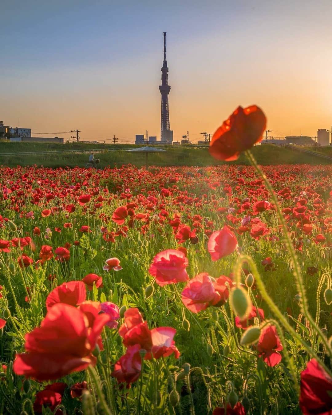 花の写真館のインスタグラム：「Photo by @hiroya.kobayashi_official. https://instagram.com/hiroya.kobayashi_official/ . Original Post[投稿いただいたURL] https://www.instagram.com/p/CrvktjLPM8i/ . 本アカウントは、 #私の花の写真 をつけてInstagramに投稿された皆さまの花の写真や、「花の写真館」Facebookページで投稿された花の写真を紹介します。 「花の写真館」Facebookページは、「 @floral.photograph 」のプロフィールにあるURLからご覧ください。 . ※各種法令、マナー、関係者の指示に従った撮影をお願いします。 *Please ensure that your photography adheres to all relevant laws, etiquette, and instructions issued by authorized persons. ※本アカウントは東京カメラ部がFacebook、Instagramのサービスを利用して運営しているもので、Meta社・Instagramとは一切関係ありません。 . #花の写真館 #floralphotograph #floralphoto #flower #flowers Follow: @floral.photograph」