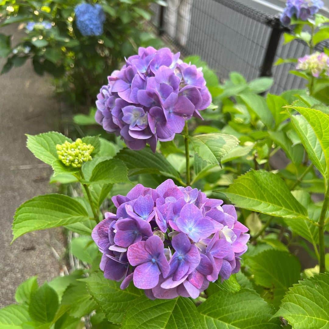 柿崎洋一郎さんのインスタグラム写真 - (柿崎洋一郎Instagram)「世田谷のとある緑道の紫陽花 毎年綺麗に咲きます」6月6日 19時40分 - kakiyan37