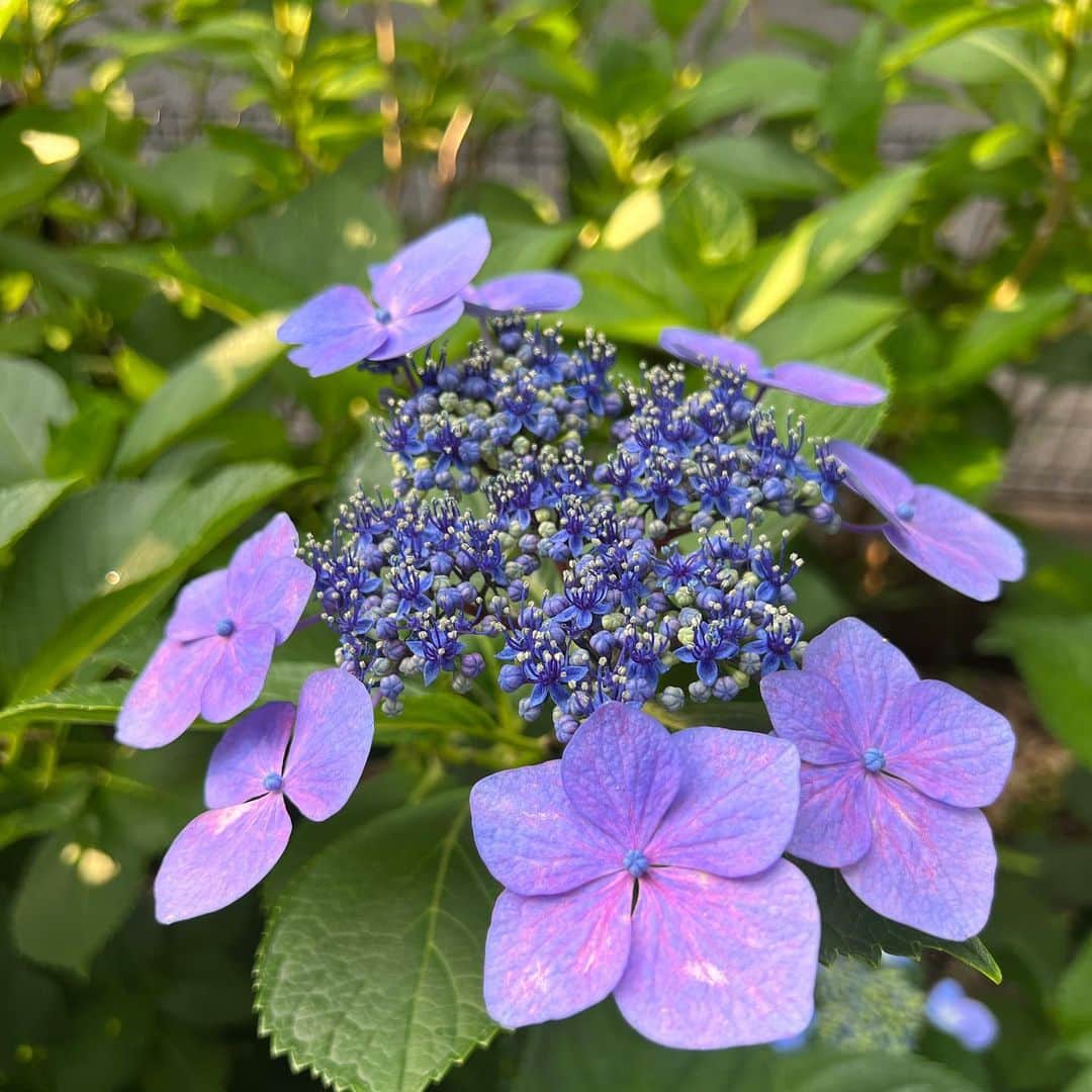 柿崎洋一郎さんのインスタグラム写真 - (柿崎洋一郎Instagram)「世田谷のとある緑道の紫陽花 毎年綺麗に咲きます」6月6日 19時40分 - kakiyan37