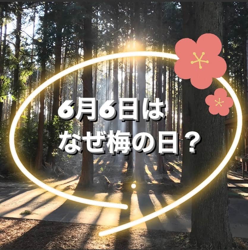 和歌山県食品流通課さんのインスタグラム写真 - (和歌山県食品流通課Instagram)「６月６日は梅の日！  和歌山県は梅の収穫量が全国の６割以上を占めている日本最大の梅産地です。なぜ今日が梅の日になったのか、その所以を調べてみました🤔✨️  今を遡ること四百七十余年の大昔、日本中に晴天が続き、作物が育たず、田植えもできず人々が困り果てていました。そのような中、六月六日、神様のお告げにより、時の天皇が賀茂神社に参り、梅を賀茂別雷神に奉納して祈ったところ、たちまち雷鳴とともに大雨が降りはじめ、五穀豊穣をもたらしました。人々は、その天恵の雨を「梅雨」とよび、梅に感謝するとともに、災いや疫病を除き、福を招く梅を梅法師と呼んで、贈り物にするようになったそうです。  先日は豪雨に見舞われた和歌山県。 梅雨空の下、五穀豊穣をもたらす程よい雨を願います。   #梅  #6月6日  #梅の日 #おいしく食べて和歌山モール  #なんて素敵な和歌山なんでしょう  #和歌山県 #wakayama  #insta_wakayama  #おいしい健康わかやま  #tasty_healthy_wakayama」6月6日 19時41分 - tasty_healthy_wakayama