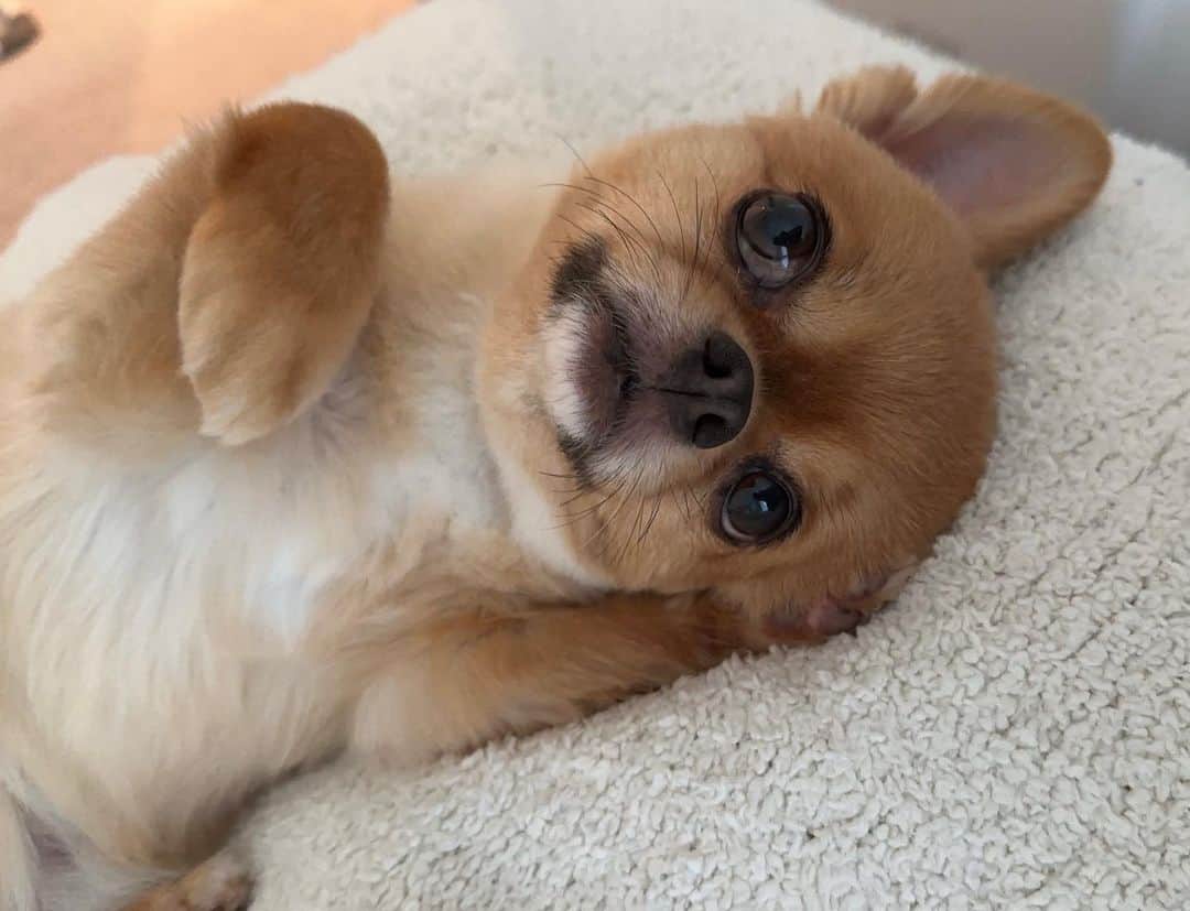 瀬戸サオリのインスタグラム：「朝いちの癒し🐕🤍  お弁当作りで 6時に起きるのだけど 目が開かない…🥱とか思いながら ティちゃんみたら 可愛すぎて目が覚める☺️笑❤️‍🔥  #愛犬」