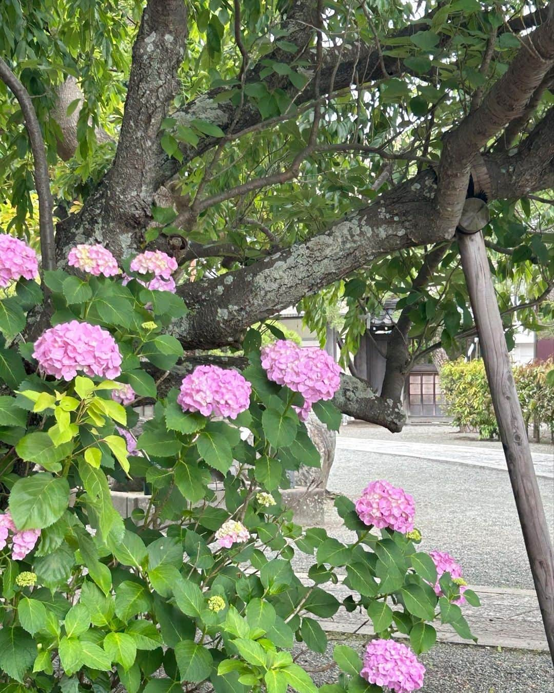 高木凜汐のインスタグラム：「紫陽花     梅雨の季節になりましたね☔️ 6月最初の休日は鎌倉で着物を来てきました！きれいな紫陽花が見れてうれしかった♡♡      #紫陽花  #梅雨  #着物  #着物レンタル  #着物女子  #鎌倉  #鎌倉観光」