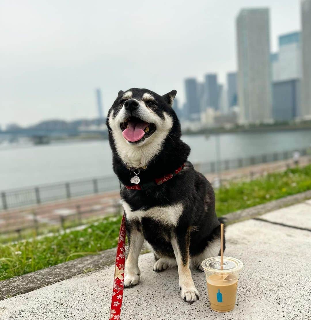 vo_coのインスタグラム：「🐾 所用によりこたちゃんも一緒に豊洲へ 生憎の天気だったけど、暑過ぎず快適なきおんだったのもあって楽しそうに歩いてました ブルーボトルコーヒーのトレーラーが出店してたので、ラテ買ったらこたちゃんにオヤツも頂いてしまいましたありがとうございます！ブルーボトルはサンフランシスコでしか行ったことないので日本では初めて行きましたとか言ってみる笑 ＊ #三井ショッピングパークカード  磁気不良で駐車場優待全く使えないので再発行 #クレームものやで #shibastagram #instashiba #shiba #shibainu #黒柴 #柴犬」