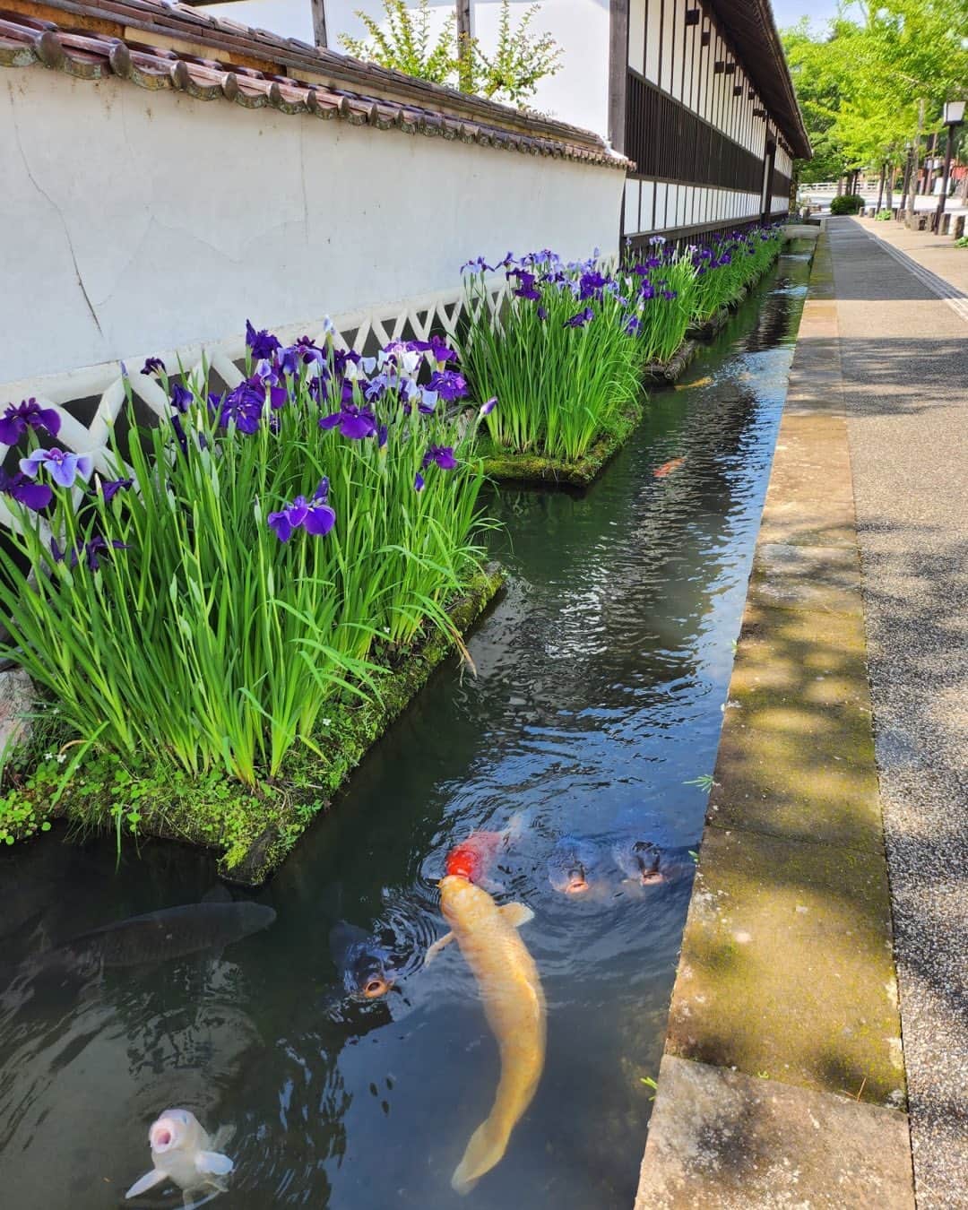 ナカムラ建設さんのインスタグラム写真 - (ナカムラ建設Instagram)「津和野、、いつ行っても　鯉が元気に泳いでる。」6月6日 20時02分 - nakamura_kensetsu