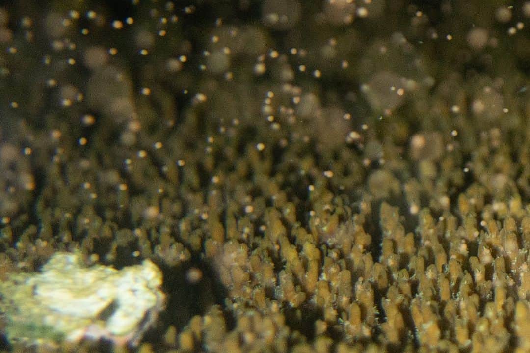 おきなわLikesさんのインスタグラム写真 - (おきなわLikesInstagram)「🫧🪸生命の神秘を間近で見る感動🪸🫧 ⁡ 初夏の沖縄の海は新しいいのちが生まれるシーズンで、生き物たちの求愛・産卵行動を見ることができたり、幼魚たちもたくさん生まれてきて珊瑚礁はとっても賑やかになります🐠🪸 ⁡ 今日の本部町・ゴリラチョップで、珊瑚の産卵跡を見ることができました！それがひとつめの動画の様子。 海岸が桃色に染まっていますね🍑 これは流れ着いた珊瑚の卵です。 ⁡ 珊瑚から放たれるピンク色の卵はバンドルという、精子と卵子が入ったカプセルで、 これが海面のほうに浮いて弾けて受精します。 受精した卵はやがて着底し、一年で数センチから10センチの速度でゆっくりと成長していきます。 ⁡ 満月の前後に産卵するのですが、この時期の海は大潮という、海面が満ちている時と引いているいる時の差がいちばん大きい時期なんですね。 大きく流れるからより遠くまで子孫を広げられるということを、珊瑚たちはわかっているんですねぇ🧐 ⁡ 去年はナイトダイビングして、海の中で産卵の様子を生で見てきました✨(２枚目以降) 夕日を見ながら海に入り、産卵が始まるのをまって、いっせいにバンドルが放たれはじめた瞬間を見た時の感動は言葉に表せないほどでした🥺 ⁡ (写真を撮りながらサイゼリヤのたらこパスタを思い出していたのはここだけの話🤫笑　沖縄にもサイゼできないかなぁ…) ⁡ ダイバーの方は機会があればぜひ！ 5-6月の大潮を狙ってみてくださいね🪸 ⁡ ⁡ ✜ 𖣯 ✜ 𖣯 ✜ 𖣯 ✜ 𖣯 ✜ 𖣯 ✜ 𖣯 ✜ 𖣯 ✜ 𖣯 ✜ ⁡ 沖縄のこと、「ちょっと好き」から「もっと好き」に。 ⁡ フォローしてね🌺 @okinawa_likes ⁡ ✜ 𖣯 ✜ 𖣯 ✜ 𖣯 ✜ 𖣯 ✜ 𖣯 ✜ 𖣯 ✜ 𖣯 ✜ 𖣯 ✜ #おきなわLikes #沖縄 #沖縄観光 #沖縄旅行 #沖縄好きな人とつながりたい #okinawa #ダイビング好きな人とつながりたい #珊瑚 #珊瑚の産卵 #ダイビング #🪸 #ナイトダイビング」6月6日 20時45分 - okinawa_likes