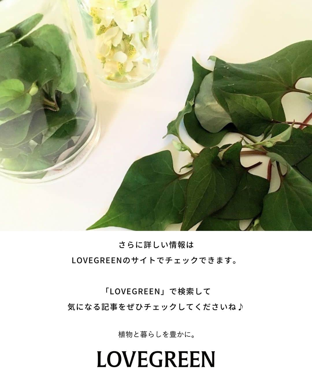 LOVEGREEN -植物と暮らしを豊かに。さんのインスタグラム写真 - (LOVEGREEN -植物と暮らしを豊かに。Instagram)「野山や公園など、身近なところにたくさん自生するドクダミ。  ニオイも独特なので毒がありそうと思う方もいるかもしれませんが、じつはその逆でドクダミの名前は「毒矯（どくだ）み」毒を抑えるという意味に由来するといわれています。十種類の薬効があることから「十薬」とも呼ばれ、古くから民間治療薬として重宝されてきました。  ドクダミ仕事の季節につくる「ドクダミチンキ」の作り方を紹介します。  #ドクダミ　#ドクダミチンキ　#ドクダミ仕事　#植物のある暮らし　＃ハーブのある暮らし」6月6日 20時30分 - lovegreen_official