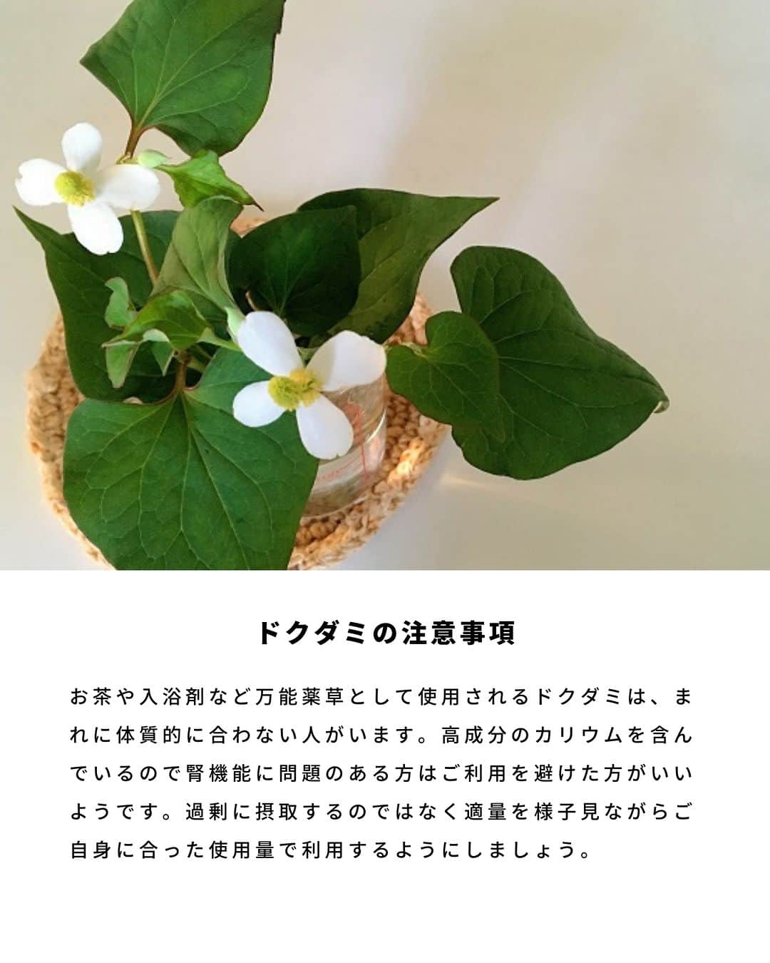 LOVEGREEN -植物と暮らしを豊かに。さんのインスタグラム写真 - (LOVEGREEN -植物と暮らしを豊かに。Instagram)「野山や公園など、身近なところにたくさん自生するドクダミ。  ニオイも独特なので毒がありそうと思う方もいるかもしれませんが、じつはその逆でドクダミの名前は「毒矯（どくだ）み」毒を抑えるという意味に由来するといわれています。十種類の薬効があることから「十薬」とも呼ばれ、古くから民間治療薬として重宝されてきました。  ドクダミ仕事の季節につくる「ドクダミチンキ」の作り方を紹介します。  #ドクダミ　#ドクダミチンキ　#ドクダミ仕事　#植物のある暮らし　＃ハーブのある暮らし」6月6日 20時30分 - lovegreen_official