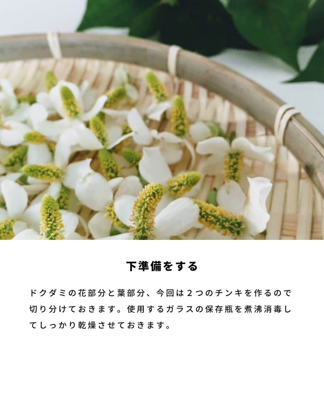 LOVEGREEN -植物と暮らしを豊かに。さんのインスタグラム写真 - (LOVEGREEN -植物と暮らしを豊かに。Instagram)「野山や公園など、身近なところにたくさん自生するドクダミ。  ニオイも独特なので毒がありそうと思う方もいるかもしれませんが、じつはその逆でドクダミの名前は「毒矯（どくだ）み」毒を抑えるという意味に由来するといわれています。十種類の薬効があることから「十薬」とも呼ばれ、古くから民間治療薬として重宝されてきました。  ドクダミ仕事の季節につくる「ドクダミチンキ」の作り方を紹介します。  #ドクダミ　#ドクダミチンキ　#ドクダミ仕事　#植物のある暮らし　＃ハーブのある暮らし」6月6日 20時30分 - lovegreen_official