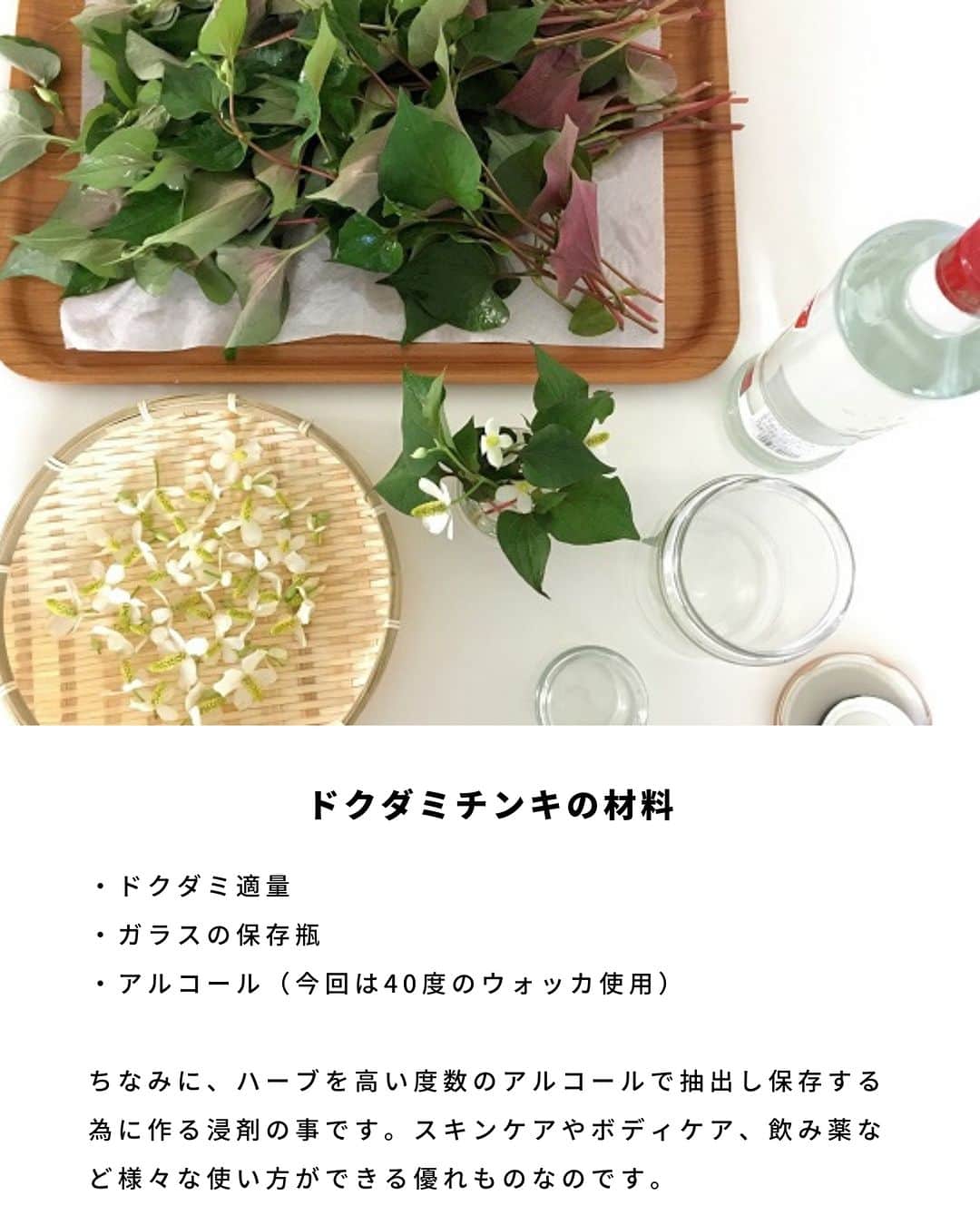 LOVEGREEN -植物と暮らしを豊かに。さんのインスタグラム写真 - (LOVEGREEN -植物と暮らしを豊かに。Instagram)「野山や公園など、身近なところにたくさん自生するドクダミ。  ニオイも独特なので毒がありそうと思う方もいるかもしれませんが、じつはその逆でドクダミの名前は「毒矯（どくだ）み」毒を抑えるという意味に由来するといわれています。十種類の薬効があることから「十薬」とも呼ばれ、古くから民間治療薬として重宝されてきました。  ドクダミ仕事の季節につくる「ドクダミチンキ」の作り方を紹介します。  #ドクダミ　#ドクダミチンキ　#ドクダミ仕事　#植物のある暮らし　＃ハーブのある暮らし」6月6日 20時30分 - lovegreen_official