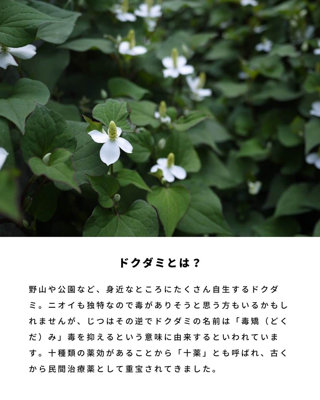 LOVEGREEN -植物と暮らしを豊かに。さんのインスタグラム写真 - (LOVEGREEN -植物と暮らしを豊かに。Instagram)「野山や公園など、身近なところにたくさん自生するドクダミ。  ニオイも独特なので毒がありそうと思う方もいるかもしれませんが、じつはその逆でドクダミの名前は「毒矯（どくだ）み」毒を抑えるという意味に由来するといわれています。十種類の薬効があることから「十薬」とも呼ばれ、古くから民間治療薬として重宝されてきました。  ドクダミ仕事の季節につくる「ドクダミチンキ」の作り方を紹介します。  #ドクダミ　#ドクダミチンキ　#ドクダミ仕事　#植物のある暮らし　＃ハーブのある暮らし」6月6日 20時30分 - lovegreen_official