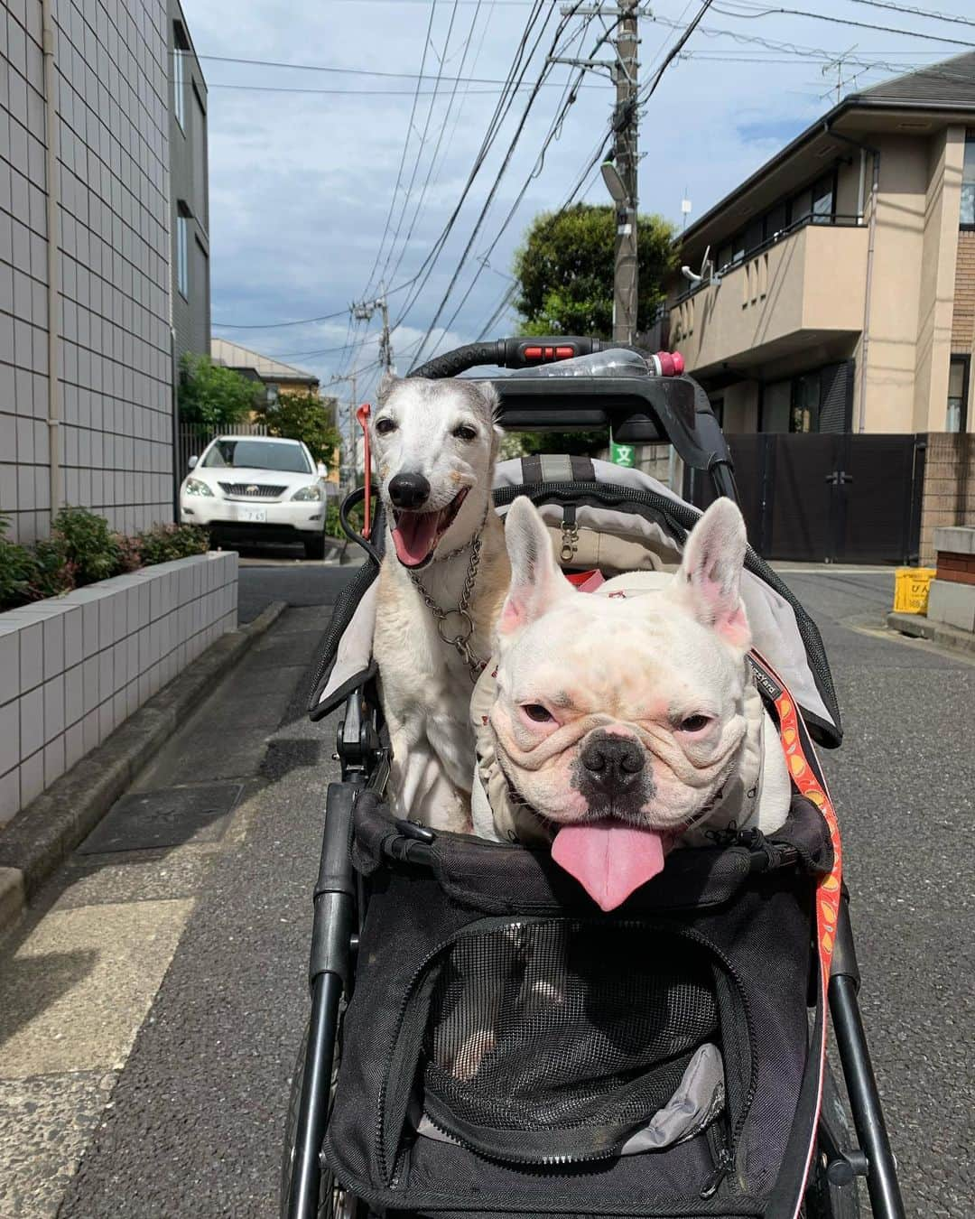 なべやかんさんのインスタグラム写真 - (なべやかんInstagram)「2023年6月6日、午前5時19分、マンゴーが永眠しました。 家族全員に見守られながら心臓を止めました。 2006年6月15日生まれのマンゴー。 あと数日で17歳でした。 皆様から沢山の応援メッセージや地球を30回くらい壊せる量の元気玉をいただき大変ありがたく思っております。 感謝しております。  マンゴーが家に来て6年。 自分は決して優しい人間では無かった気がします。 この一年半は足腰が弱まりトイレのサポートをしてました。 背中が丸まって来たのでオシッコするとお腹や足にかけてしまいます。 ウンチをするとバランスを崩し倒れてしまいます。 家をあけ帰宅するとぶっ倒れてウンチまみれになっている時もありました。 なので夜中と明け方のトイレサポートの時はからなず自分も起きてトイレに付き合いました。 でも眠すぎてイライラする事もあったり、日中でも嫌な事やストレスを感じている時に散歩などで嫌な態度で接した事もありました。 母親が亡くなった時、自分の態度や言葉の言い方で大大大反省したはずなのにです。  昔の自分は栗やウニのようにトゲトゲで今はこんぺいとうくらい丸みがあるかなと思っていましたが、強烈なストレスを外部から与えられた時は栗やウニに近くなっていた気もします。 老犬になり安住の地に来たはずなのに、、、酷い親です。 この性格の悪さをマンゴーに教えられた気がします。 優しくない人間、、、 マンゴー、ごめんね。  今朝、病院の先生に電話をしマンゴーが永眠した事を伝えたのですが、マンゴーが死んだ事を口に出そうとすると言葉が出ない、というか言いたくない。 でも絞り出すように口にした途端に涙が止まらなくなりました。 口に出すと現実を認めてしまう、肯定してしまうからです。 マンゴーの死を認めてしまった事が寂しかったです。 言葉って凄いですね！ 人を傷付ける言葉を発した時などは、発した側より受けた側の心の破壊力が凄かったりします。 だから同じ肯定でも良い肯定を口らか発した方が良いですよ。 本当に思っている良い事を言うのが一番です。 マンゴーの死を認めてしまい現実を受け入れた時の悲しさ、かなりありました。 だからこそ優しく出来なかった自分を叱りたくなります。  マンゴーと楽しい思い出沢山あります。 マンゴーのおかげで楽しかった事も笑った事も沢山ありました。 マンゴー、うちに来てくれてありがとう。 そして、ごめん。 でも、家にいてくれて嬉しかった、本当にありがとう。  明日はマンゴーの肉体とお別れです。 もうマンゴーに触れなくなりニオイも嗅げなくなります。 マンゴーに触れない、、、とても寂しいです。 明日は最後の最後まで触っていたいと思います。  マンゴー、愛してるよ。」6月6日 20時38分 - yakan_nabe