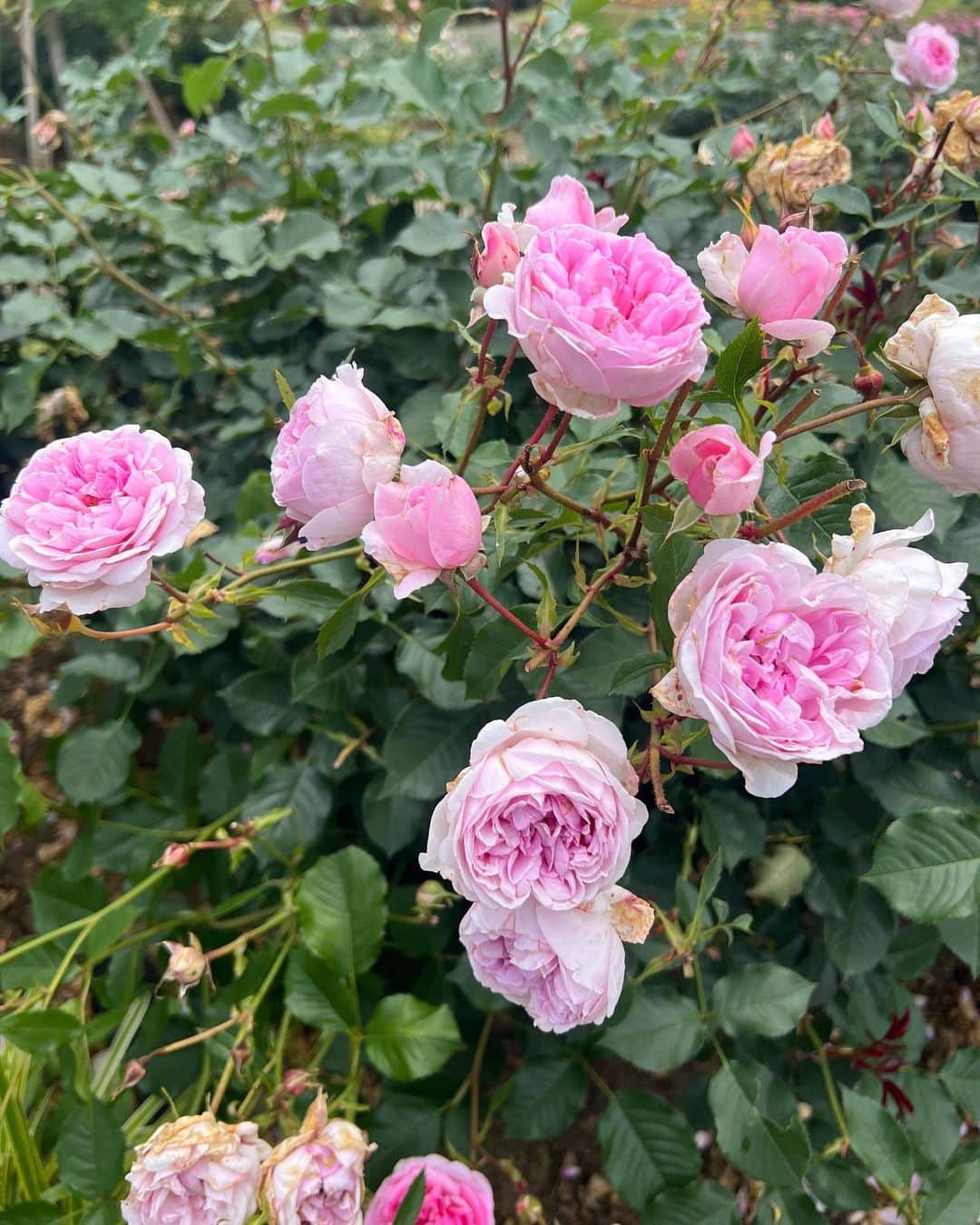 青山千夏さんのインスタグラム写真 - (青山千夏Instagram)「茨城フラワーパーク🌹✨ ちょっと枯れかけだったけど、綺麗なお花を見て心が癒された♥️  #茨城フラワーパーク #フラワーパーク #バラ園 #バラ #ibarakiflowerpark  #flowerpark #rosegarden #rose」6月6日 20時49分 - chinatsu_aoyama0819
