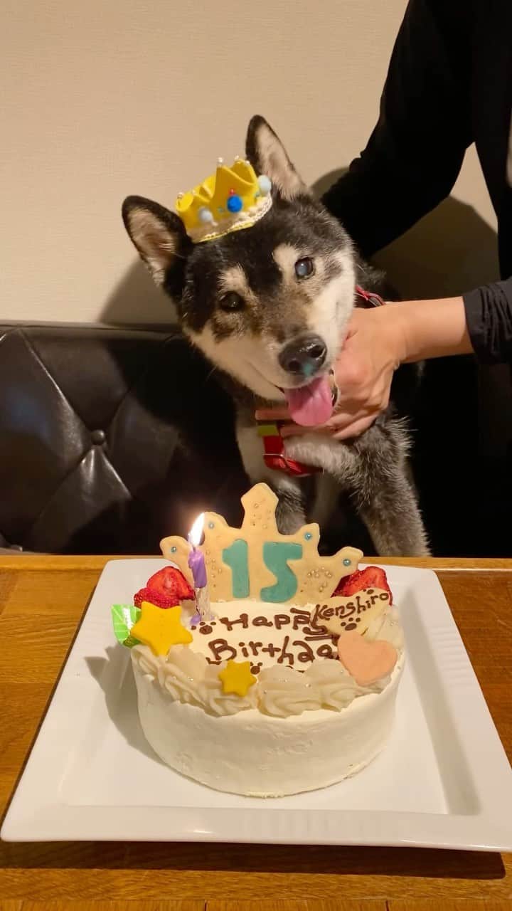 柴犬 けんしろう ゆりあのインスタグラム：「🐶🎂🌈  明日6/7はけんちゃんのお誕生日🎂  15歳のお誕生日動画🎂 お世話係の歌うハッピーバースデーに 合いの手をいっぱい入れてくれたね❤️  ロウソクの火を消したら こら、おぬし何をする！って怒られたな😂  けんちゃんにハッピーバースデー また歌ってあげたいなぁ🥺  さて、けんちゃん生誕17周年をお祝いして 今年も生誕祭をやりたいと思います🎊  みなさんがお持ちのけんちゃんの写真や みなさんがお好きなけんゆり写真などなど ストーリーズにのせて頂けたらうれしいです❤️ (メンションしてもらうとこちらにも通知がきます)  前夜祭〜後夜祭まで(6/6〜6/8) 色んなけんちゃんに会えるのを楽しみにしてます❤️  #けんちゃん生誕祭 #けんちゃん生誕17周年」