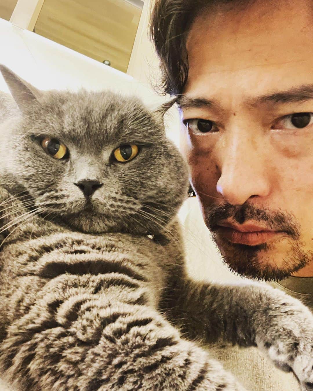 前川泰之さんのインスタグラム写真 - (前川泰之Instagram)「自撮り2shot。  何顔？？  #ねこ　#ねこのいる生活　#ブリティッシュショートヘア」6月6日 21時10分 - maekawa_yasuyuki_official