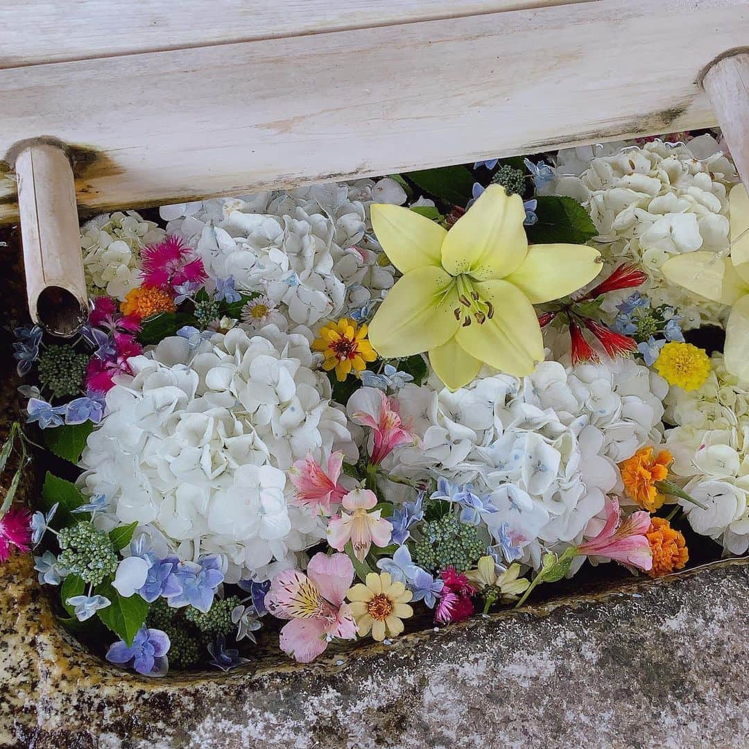 のインスタグラム：「この季節がやってきました💐 ⁡ ⁡ 氏神様に参拝するたび、 ますます心癒されます✨ ⁡ ⁡ お話を提供してくださっている方に 深く感謝❤️ ⁡ ⁡ #アナウンサー　#フリーアナウンサー　#桑原麻美　#話し方講師　#マナー講師　#アラフィフ　#ワーママ　#共感ボイス　#司会　＃ナレーター　#神社参拝　#紫陽花　#手水舎」