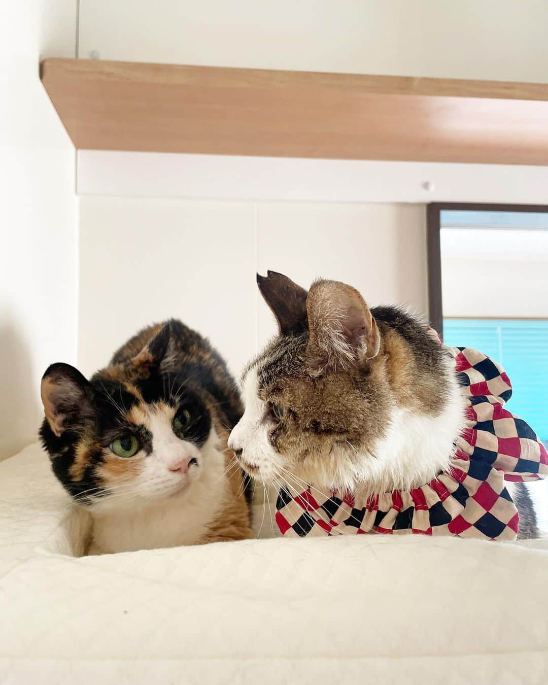 maimocotoのインスタグラム：「愛おしい #ニコおじさん ❤︎ ご心配をおかけしています。今のところ穏やかに過ごせています。 腫瘍で大腸を塞いでいて💩の出が悪かったのですが、優しめの下剤を飲ませたらたくさん出てくれました😭うんちを見てこんなに感動したのは初めてかもしれません。ちゃんと出口があると分かったので、食べてくれるだけシリンジでご飯をあげています。ちゃんとしっかり飲み込んでくれますよ🍚 そして、今日から話題のCBDオイルを始めました✨これでおじじの緩和ケアが上手くいくと良いな。 皆さんの応援のおかげで色々試してあげる事が出来ています🙇‍♀️ 本当にありがとうございます😊 ＊ ＊ 『マイさん❤︎おじじはまだやりたい事があるので負けませんよ！』 ＊ ＊ #保護猫ハウスmocoto #三毛猫アンナ #ザビエル首輪」