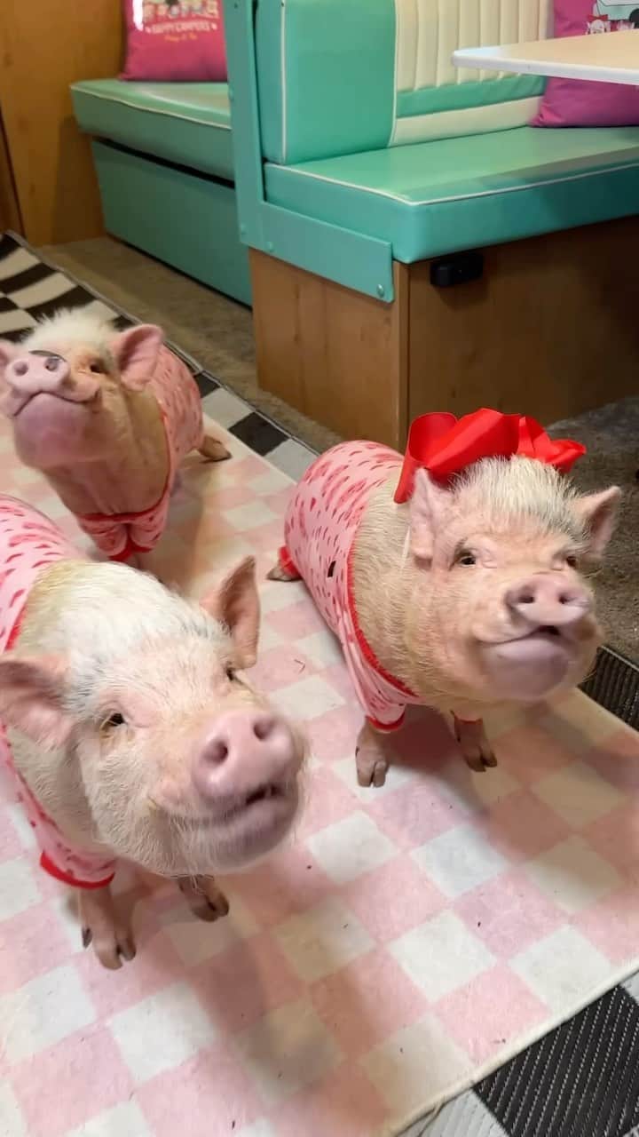 Priscilla and Poppletonのインスタグラム：「Pigging out on some strawberry waffles before bed on our new piggy pink rug from @ruggable. Mommy has been wanting to add a rug to the camper to add some color and softness to the floors, but it’s hard to keep something clean with five pigs going in and out all the time. Ruggable makes the perfect solution for high traffic areas. The top part of the rug comes off and can go in the washing machine. So we enjoy it while camping, wash it when we get home and it’s ready for the next trip. Check them out at the link in our bio and use the code PRISSYPIG10 to save.🐷💗🧇 #happycamper #ruggablepartner  #PiggyPenn #poseyandpink #PrissyandPop」