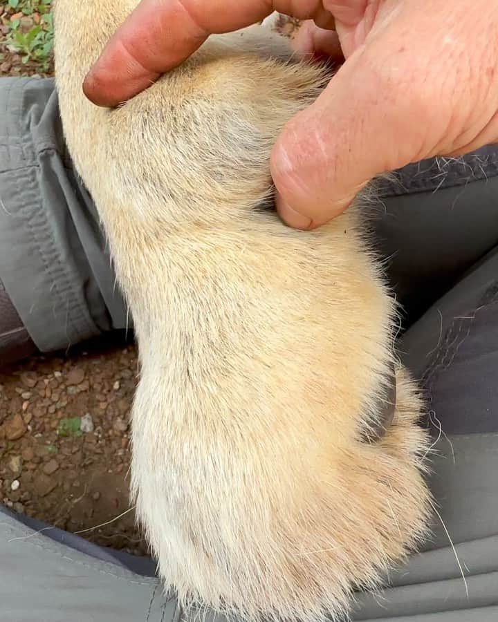 のインスタグラム：「A couple of weeks ago we had to call Dr Caldwell to come deal with an ingrown claw on Ginny and to give Meg her annual manicure. Lots of questions came in as to why this is happening & why some lions are needing nail trims. I do think it was nicely explained in the video on #lionwhisperertv on YouTube ( link in my bio) however let me try and explain again. In the video you’ll notice Bobcat’s dew claw is nicely sheathed and when I apply pressure it pops out and then retracts back. That’s because his ligaments and tendons are still working as they should. He’s coming on 15 but still has good elasticity. Now in Meg’s case she’s lost the elasticity on her distal phalanx ligaments and her digital flexor tendon is taking up the slack from the slackened ligament. This also seems to coincide with a massive thickening of the keratin (nail) on these particular claws. If left the claw simply gets thicker and thicker and grows into the paw pad as was the case with Ginny. This requires veterinary intervention and the claws need to be trimmed down. I noticed Ginny limping every so slightly and so decided to have a look see. The third picture is what I saw. I sent that picture to Peter who made arrangements to come out and treat. It mostly happens in older lions who are less flexible and whose gait has changed as a result of old age. Older cats also are less active and exercise their claws on trees and food less. Having said that I don’t know a more active cat in the sanctuary than Meg at 20. There seems to be a genetic predisposition to this happening and it doesn’t affect all the claws, just some. It also doesn’t happen to all the older lions. So part of the daily checks of the sanctuary inhabitants is to make sure they’re all walking ok. Nothing is straight forward looking after lions in captivity properly. #catmanicure #lionmanicure #nailclipping #ingrownnail #lionesses #lions #bigcatwelfare #welfare #mindfullymade」