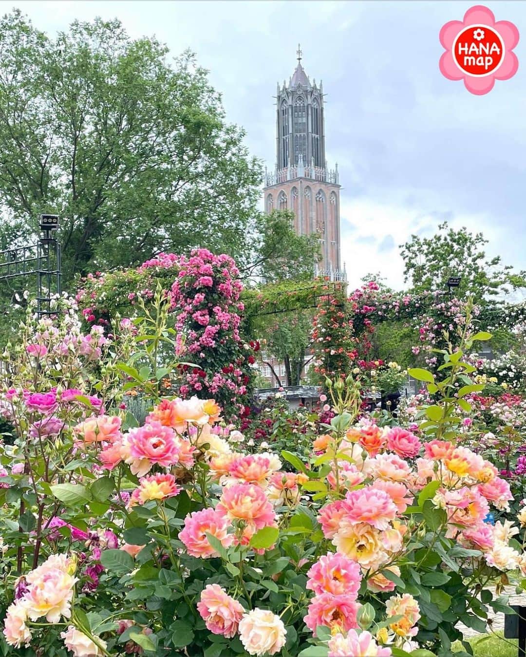はなまっぷ❁日本の花風景さんのインスタグラム写真 - (はなまっぷ❁日本の花風景Instagram)「🌸はなまっぷ🌸 *  @gyochan_kaze さんの 花のある風景に花まるを💮 * シンボルタワーをバックに広がる華やかな薔薇をありがとうございます😊🌸 * #長崎　#ハウステンボス Huis Ten Bosch, Nagasaki Pref. * 薔薇の花言葉 愛 * #はなまっぷ #日本の美しい花風景#花のある風景#花#花言葉 #ハウステンボス#シンボルタワー#ポール·セザンヌ#バラ#四季咲き#薔薇#rose#🌹#バラ園#薔薇園#ローズガーデン#rosegarden#佐世保 * いつも素敵なお花をありがとうございます😊 ※見頃が過ぎている花、終わっている花もご紹介させていただいています。 * 🌸••••••お知らせ••••••🌸 * 花風景検索サイト　はなまっぷ https://hanamap.com 🔍「はなまっぷ」または @hanamap プロフィール欄から ぜひご覧ください * 📖🌸📖🌸📖🌸📖🌸📖 四季の花々を訪ねていきたい にっぽんの花地図 好評発売中📘 📖🌸📖🌸📖🌸📖🌸📖」6月6日 22時04分 - hanamap