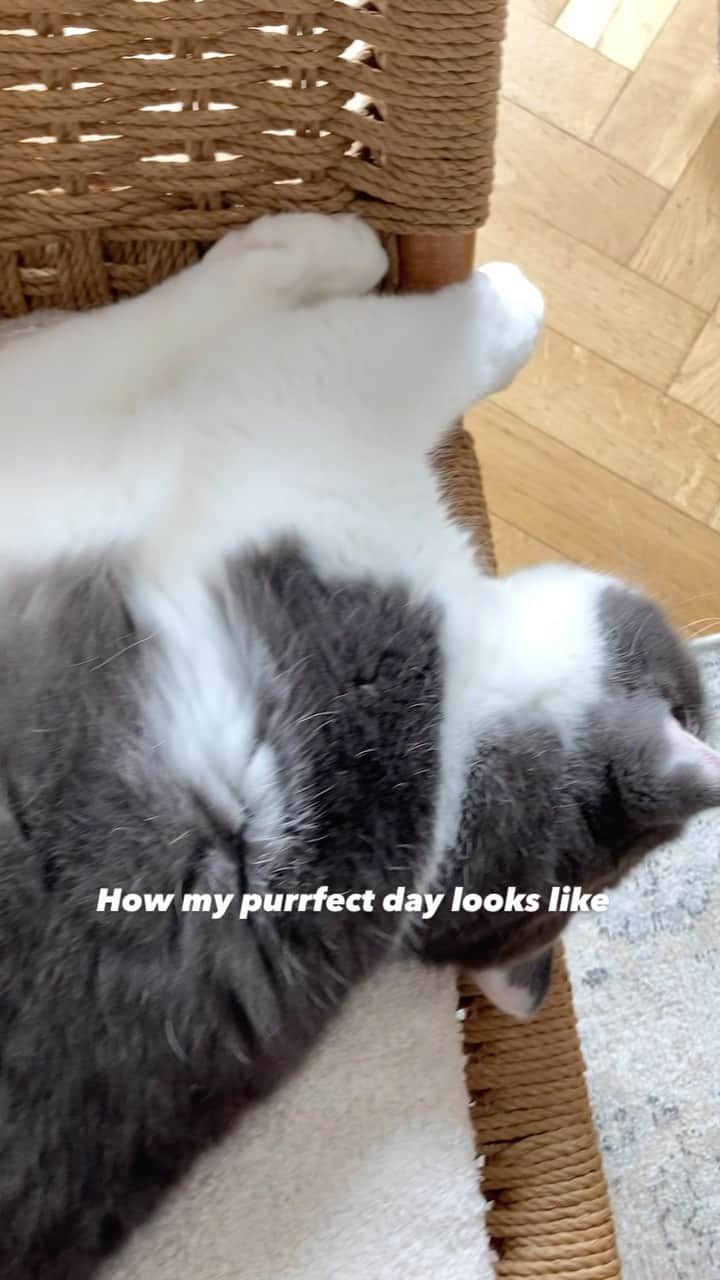 catinberlinのインスタグラム