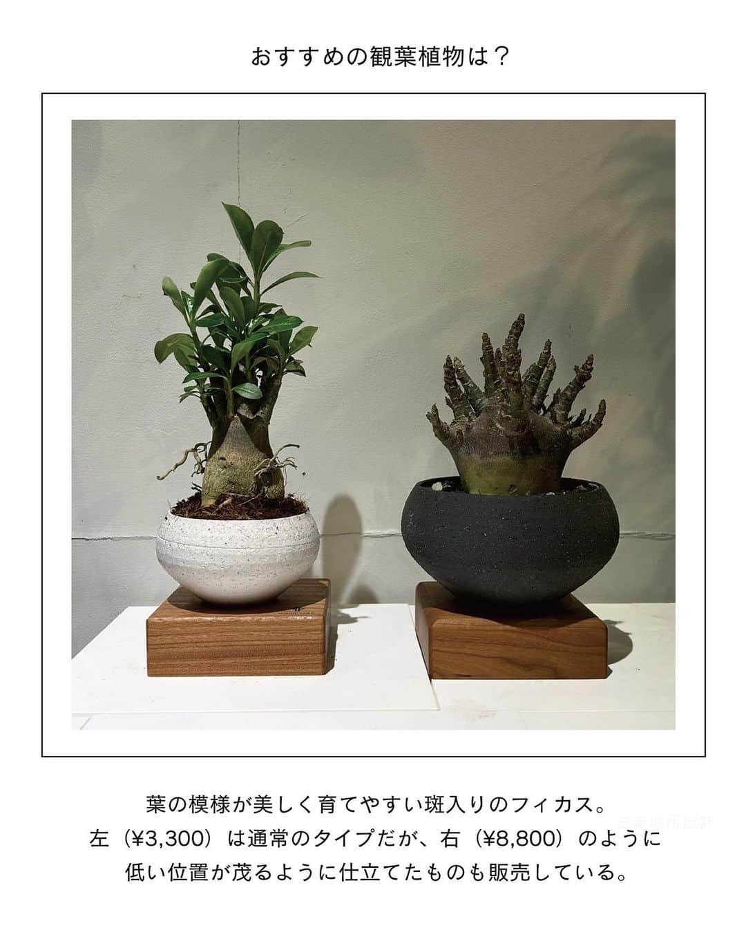 ELLE DECOR JAPANさんのインスタグラム写真 - (ELLE DECOR JAPANInstagram)「エディターが本気でおすすめする、都内～東京近郊のグリーンショップを厳選してご紹介。お店の人に教えてもらったおすすめの観葉植物も合わせてチェック🌿  1...THE GREEN SHOP TOKYO 都心にあるショップとしては珍しく、大型の観葉植物も多く揃える。店内の植物はすべて送料無料とあって、中～大型の植物をめがけて訪れる人が多いのだとか。  2...PERK SHOP もとは工場だったという建物をリノベーションした店内には、建築事務所のオフィスとコーヒースタンドが併設。コーヒー片手にグリーンをじっくり選ぶことができる。  3...HITOHACHI 好みの観葉植物と鉢を選び、“スギベース”という特殊な土に植え替えた状態で購入することができる。ライフスタイルに寄り添ったものを提案してくれるので初心者でも購入しやすい。  4...C STORE C  店内には定番人気のものから、インテリアのアクセントになるような個性的な観葉植物まで揃う。Instagramでは、おしゃれな写真と丁寧な植物の解説を発信中。  5...Style-G 珍しい植物やインテリアにフィットする観葉植物を提案している。ショップだけでなく、植栽空間やディスプレイも手掛け、イベントなども開催している。  「エル・デコ」デジタルでは、11のショップを詳しく紹介中。ぜひチェックして！  #グリーンショップ #観葉植物  #plants #花のある暮らし#観葉のある生活 #greenshop #CSTOREC  #HITOHACHI #PERKSHOP #THEGREENSHOPTOKYO #緑のある暮らし #インドアグリーン #indoorplants #indoorgreen #観葉植物インテリア」6月6日 23時12分 - elledecorjapan