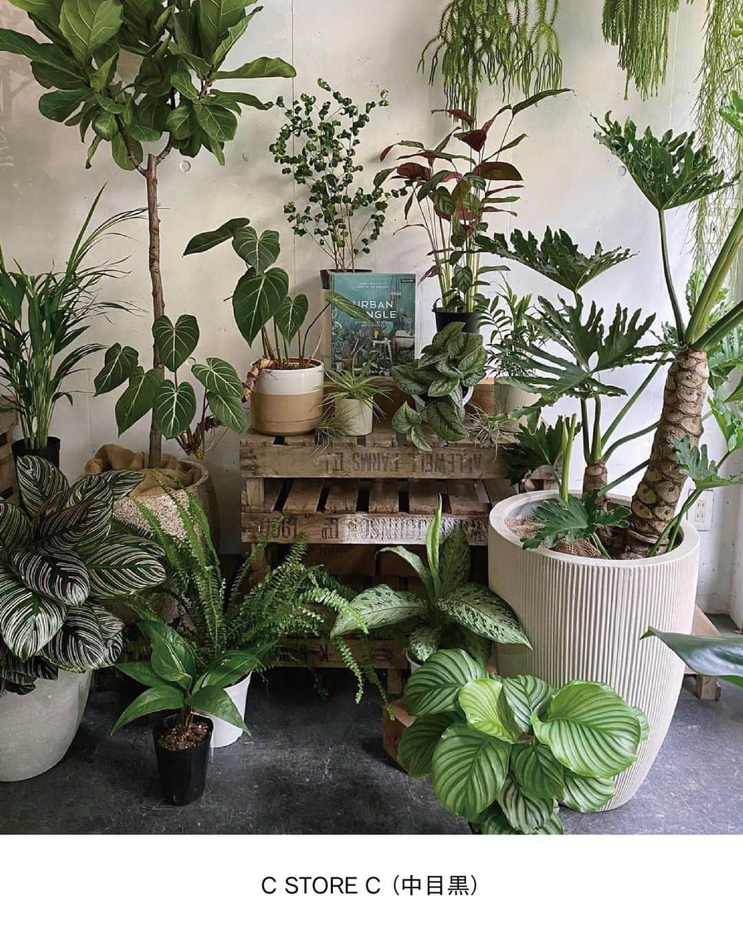 ELLE DECOR JAPANさんのインスタグラム写真 - (ELLE DECOR JAPANInstagram)「エディターが本気でおすすめする、都内～東京近郊のグリーンショップを厳選してご紹介。お店の人に教えてもらったおすすめの観葉植物も合わせてチェック🌿  1...THE GREEN SHOP TOKYO 都心にあるショップとしては珍しく、大型の観葉植物も多く揃える。店内の植物はすべて送料無料とあって、中～大型の植物をめがけて訪れる人が多いのだとか。  2...PERK SHOP もとは工場だったという建物をリノベーションした店内には、建築事務所のオフィスとコーヒースタンドが併設。コーヒー片手にグリーンをじっくり選ぶことができる。  3...HITOHACHI 好みの観葉植物と鉢を選び、“スギベース”という特殊な土に植え替えた状態で購入することができる。ライフスタイルに寄り添ったものを提案してくれるので初心者でも購入しやすい。  4...C STORE C  店内には定番人気のものから、インテリアのアクセントになるような個性的な観葉植物まで揃う。Instagramでは、おしゃれな写真と丁寧な植物の解説を発信中。  5...Style-G 珍しい植物やインテリアにフィットする観葉植物を提案している。ショップだけでなく、植栽空間やディスプレイも手掛け、イベントなども開催している。  「エル・デコ」デジタルでは、11のショップを詳しく紹介中。ぜひチェックして！  #グリーンショップ #観葉植物  #plants #花のある暮らし#観葉のある生活 #greenshop #CSTOREC  #HITOHACHI #PERKSHOP #THEGREENSHOPTOKYO #緑のある暮らし #インドアグリーン #indoorplants #indoorgreen #観葉植物インテリア」6月6日 23時12分 - elledecorjapan