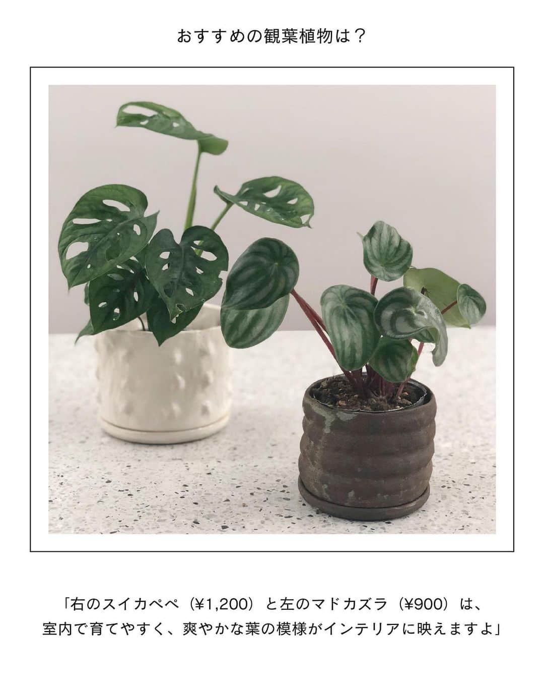 ELLE DECOR JAPANさんのインスタグラム写真 - (ELLE DECOR JAPANInstagram)「エディターが本気でおすすめする、都内～東京近郊のグリーンショップを厳選してご紹介。お店の人に教えてもらったおすすめの観葉植物も合わせてチェック🌿  1...THE GREEN SHOP TOKYO 都心にあるショップとしては珍しく、大型の観葉植物も多く揃える。店内の植物はすべて送料無料とあって、中～大型の植物をめがけて訪れる人が多いのだとか。  2...PERK SHOP もとは工場だったという建物をリノベーションした店内には、建築事務所のオフィスとコーヒースタンドが併設。コーヒー片手にグリーンをじっくり選ぶことができる。  3...HITOHACHI 好みの観葉植物と鉢を選び、“スギベース”という特殊な土に植え替えた状態で購入することができる。ライフスタイルに寄り添ったものを提案してくれるので初心者でも購入しやすい。  4...C STORE C  店内には定番人気のものから、インテリアのアクセントになるような個性的な観葉植物まで揃う。Instagramでは、おしゃれな写真と丁寧な植物の解説を発信中。  5...Style-G 珍しい植物やインテリアにフィットする観葉植物を提案している。ショップだけでなく、植栽空間やディスプレイも手掛け、イベントなども開催している。  「エル・デコ」デジタルでは、11のショップを詳しく紹介中。ぜひチェックして！  #グリーンショップ #観葉植物  #plants #花のある暮らし#観葉のある生活 #greenshop #CSTOREC  #HITOHACHI #PERKSHOP #THEGREENSHOPTOKYO #緑のある暮らし #インドアグリーン #indoorplants #indoorgreen #観葉植物インテリア」6月6日 23時12分 - elledecorjapan