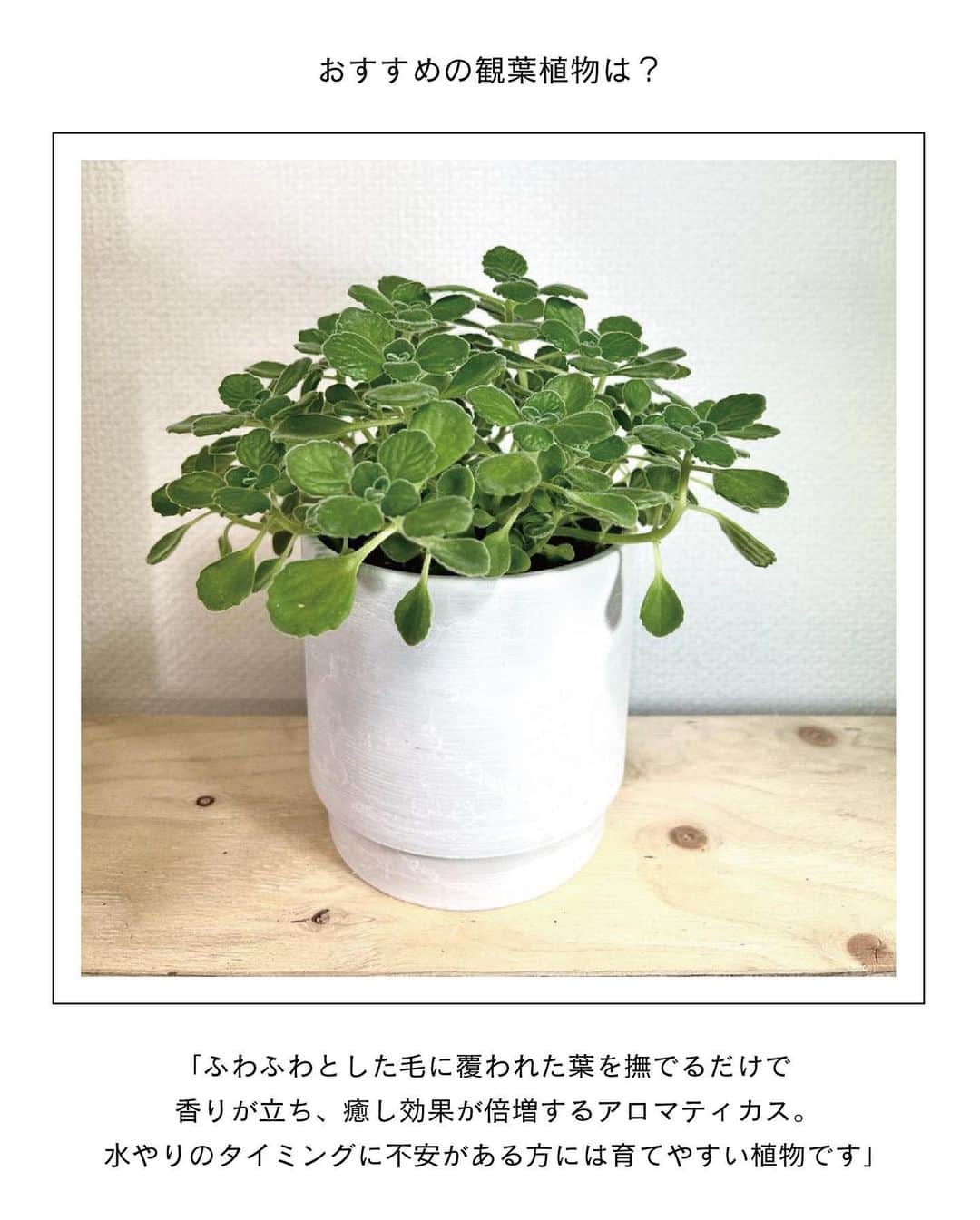 ELLE DECOR JAPANさんのインスタグラム写真 - (ELLE DECOR JAPANInstagram)「エディターが本気でおすすめする、都内～東京近郊のグリーンショップを厳選してご紹介。お店の人に教えてもらったおすすめの観葉植物も合わせてチェック🌿  1...THE GREEN SHOP TOKYO 都心にあるショップとしては珍しく、大型の観葉植物も多く揃える。店内の植物はすべて送料無料とあって、中～大型の植物をめがけて訪れる人が多いのだとか。  2...PERK SHOP もとは工場だったという建物をリノベーションした店内には、建築事務所のオフィスとコーヒースタンドが併設。コーヒー片手にグリーンをじっくり選ぶことができる。  3...HITOHACHI 好みの観葉植物と鉢を選び、“スギベース”という特殊な土に植え替えた状態で購入することができる。ライフスタイルに寄り添ったものを提案してくれるので初心者でも購入しやすい。  4...C STORE C  店内には定番人気のものから、インテリアのアクセントになるような個性的な観葉植物まで揃う。Instagramでは、おしゃれな写真と丁寧な植物の解説を発信中。  5...Style-G 珍しい植物やインテリアにフィットする観葉植物を提案している。ショップだけでなく、植栽空間やディスプレイも手掛け、イベントなども開催している。  「エル・デコ」デジタルでは、11のショップを詳しく紹介中。ぜひチェックして！  #グリーンショップ #観葉植物  #plants #花のある暮らし#観葉のある生活 #greenshop #CSTOREC  #HITOHACHI #PERKSHOP #THEGREENSHOPTOKYO #緑のある暮らし #インドアグリーン #indoorplants #indoorgreen #観葉植物インテリア」6月6日 23時12分 - elledecorjapan