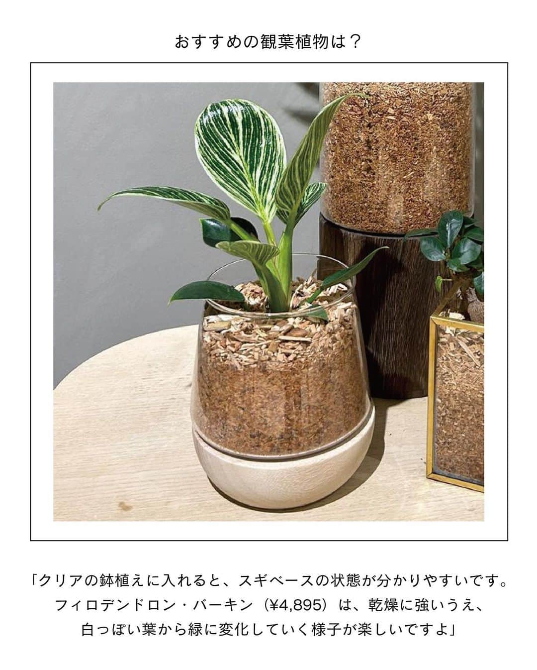 ELLE DECOR JAPANさんのインスタグラム写真 - (ELLE DECOR JAPANInstagram)「エディターが本気でおすすめする、都内～東京近郊のグリーンショップを厳選してご紹介。お店の人に教えてもらったおすすめの観葉植物も合わせてチェック🌿  1...THE GREEN SHOP TOKYO 都心にあるショップとしては珍しく、大型の観葉植物も多く揃える。店内の植物はすべて送料無料とあって、中～大型の植物をめがけて訪れる人が多いのだとか。  2...PERK SHOP もとは工場だったという建物をリノベーションした店内には、建築事務所のオフィスとコーヒースタンドが併設。コーヒー片手にグリーンをじっくり選ぶことができる。  3...HITOHACHI 好みの観葉植物と鉢を選び、“スギベース”という特殊な土に植え替えた状態で購入することができる。ライフスタイルに寄り添ったものを提案してくれるので初心者でも購入しやすい。  4...C STORE C  店内には定番人気のものから、インテリアのアクセントになるような個性的な観葉植物まで揃う。Instagramでは、おしゃれな写真と丁寧な植物の解説を発信中。  5...Style-G 珍しい植物やインテリアにフィットする観葉植物を提案している。ショップだけでなく、植栽空間やディスプレイも手掛け、イベントなども開催している。  「エル・デコ」デジタルでは、11のショップを詳しく紹介中。ぜひチェックして！  #グリーンショップ #観葉植物  #plants #花のある暮らし#観葉のある生活 #greenshop #CSTOREC  #HITOHACHI #PERKSHOP #THEGREENSHOPTOKYO #緑のある暮らし #インドアグリーン #indoorplants #indoorgreen #観葉植物インテリア」6月6日 23時12分 - elledecorjapan