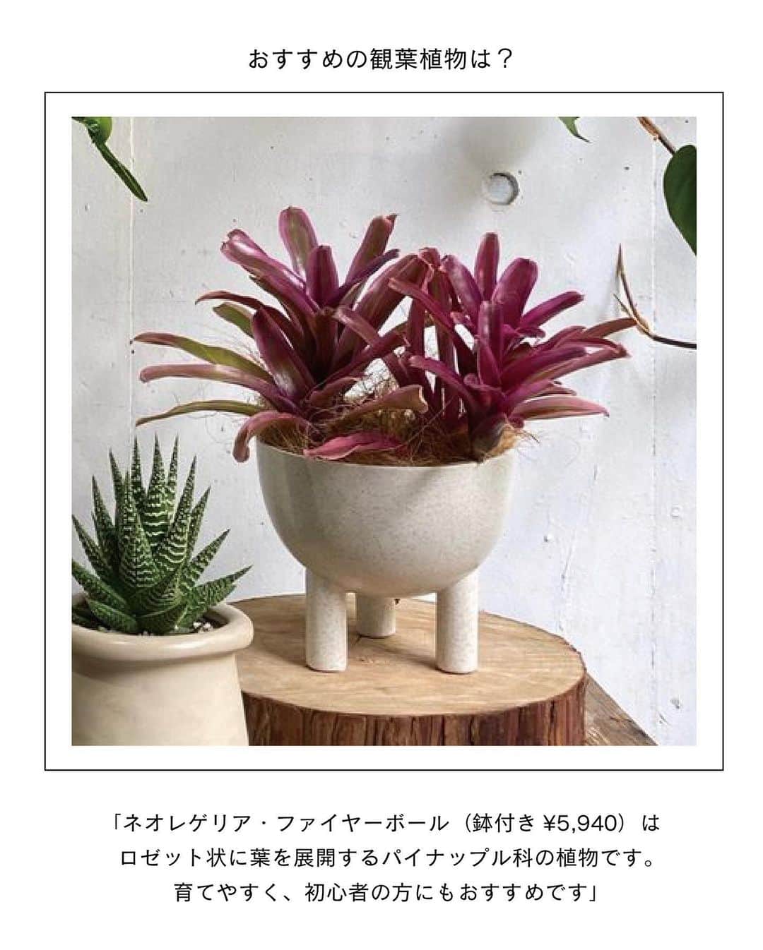 ELLE DECOR JAPANさんのインスタグラム写真 - (ELLE DECOR JAPANInstagram)「エディターが本気でおすすめする、都内～東京近郊のグリーンショップを厳選してご紹介。お店の人に教えてもらったおすすめの観葉植物も合わせてチェック🌿  1...THE GREEN SHOP TOKYO 都心にあるショップとしては珍しく、大型の観葉植物も多く揃える。店内の植物はすべて送料無料とあって、中～大型の植物をめがけて訪れる人が多いのだとか。  2...PERK SHOP もとは工場だったという建物をリノベーションした店内には、建築事務所のオフィスとコーヒースタンドが併設。コーヒー片手にグリーンをじっくり選ぶことができる。  3...HITOHACHI 好みの観葉植物と鉢を選び、“スギベース”という特殊な土に植え替えた状態で購入することができる。ライフスタイルに寄り添ったものを提案してくれるので初心者でも購入しやすい。  4...C STORE C  店内には定番人気のものから、インテリアのアクセントになるような個性的な観葉植物まで揃う。Instagramでは、おしゃれな写真と丁寧な植物の解説を発信中。  5...Style-G 珍しい植物やインテリアにフィットする観葉植物を提案している。ショップだけでなく、植栽空間やディスプレイも手掛け、イベントなども開催している。  「エル・デコ」デジタルでは、11のショップを詳しく紹介中。ぜひチェックして！  #グリーンショップ #観葉植物  #plants #花のある暮らし#観葉のある生活 #greenshop #CSTOREC  #HITOHACHI #PERKSHOP #THEGREENSHOPTOKYO #緑のある暮らし #インドアグリーン #indoorplants #indoorgreen #観葉植物インテリア」6月6日 23時12分 - elledecorjapan