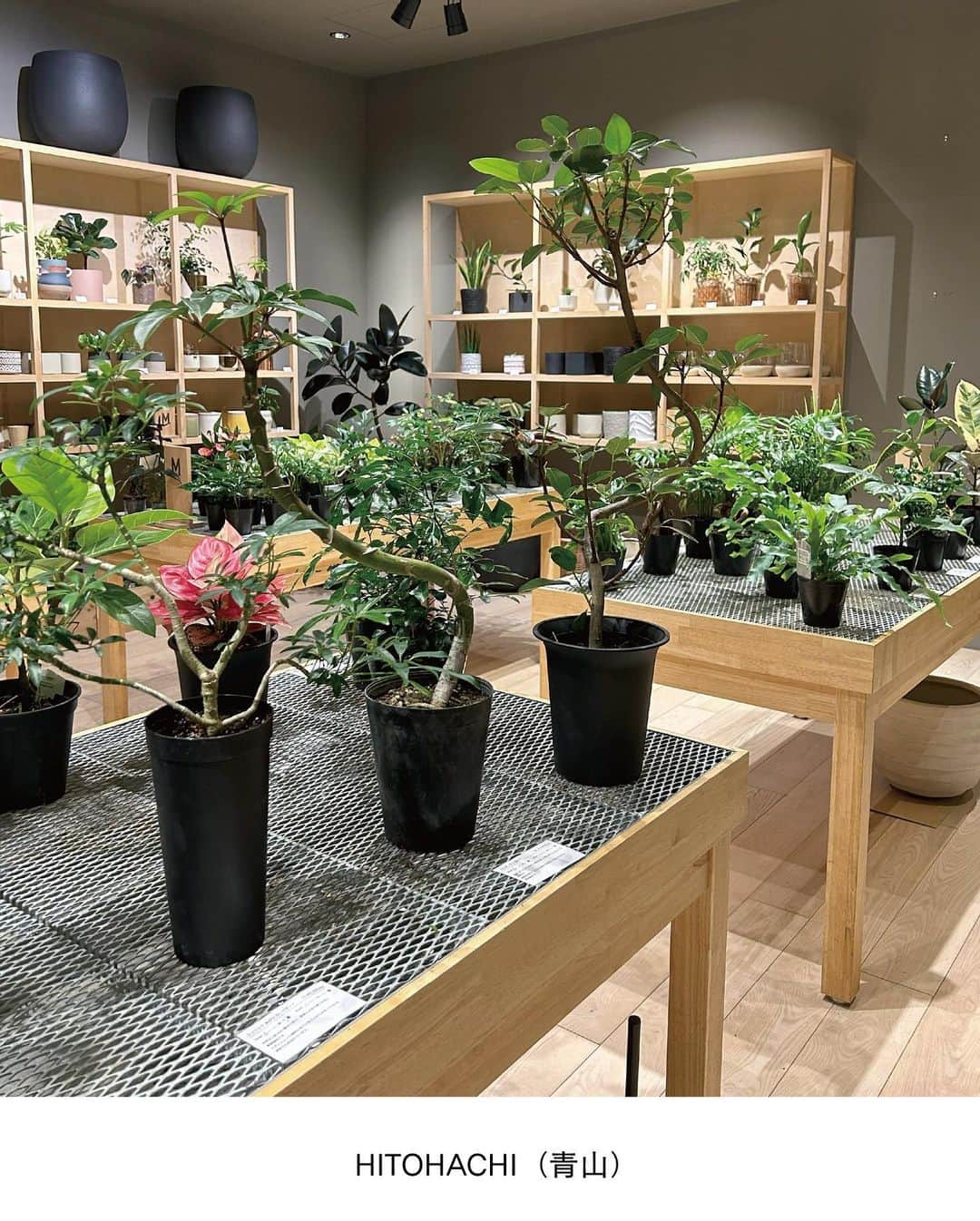 ELLE DECOR JAPANさんのインスタグラム写真 - (ELLE DECOR JAPANInstagram)「エディターが本気でおすすめする、都内～東京近郊のグリーンショップを厳選してご紹介。お店の人に教えてもらったおすすめの観葉植物も合わせてチェック🌿  1...THE GREEN SHOP TOKYO 都心にあるショップとしては珍しく、大型の観葉植物も多く揃える。店内の植物はすべて送料無料とあって、中～大型の植物をめがけて訪れる人が多いのだとか。  2...PERK SHOP もとは工場だったという建物をリノベーションした店内には、建築事務所のオフィスとコーヒースタンドが併設。コーヒー片手にグリーンをじっくり選ぶことができる。  3...HITOHACHI 好みの観葉植物と鉢を選び、“スギベース”という特殊な土に植え替えた状態で購入することができる。ライフスタイルに寄り添ったものを提案してくれるので初心者でも購入しやすい。  4...C STORE C  店内には定番人気のものから、インテリアのアクセントになるような個性的な観葉植物まで揃う。Instagramでは、おしゃれな写真と丁寧な植物の解説を発信中。  5...Style-G 珍しい植物やインテリアにフィットする観葉植物を提案している。ショップだけでなく、植栽空間やディスプレイも手掛け、イベントなども開催している。  「エル・デコ」デジタルでは、11のショップを詳しく紹介中。ぜひチェックして！  #グリーンショップ #観葉植物  #plants #花のある暮らし#観葉のある生活 #greenshop #CSTOREC  #HITOHACHI #PERKSHOP #THEGREENSHOPTOKYO #緑のある暮らし #インドアグリーン #indoorplants #indoorgreen #観葉植物インテリア」6月6日 23時12分 - elledecorjapan