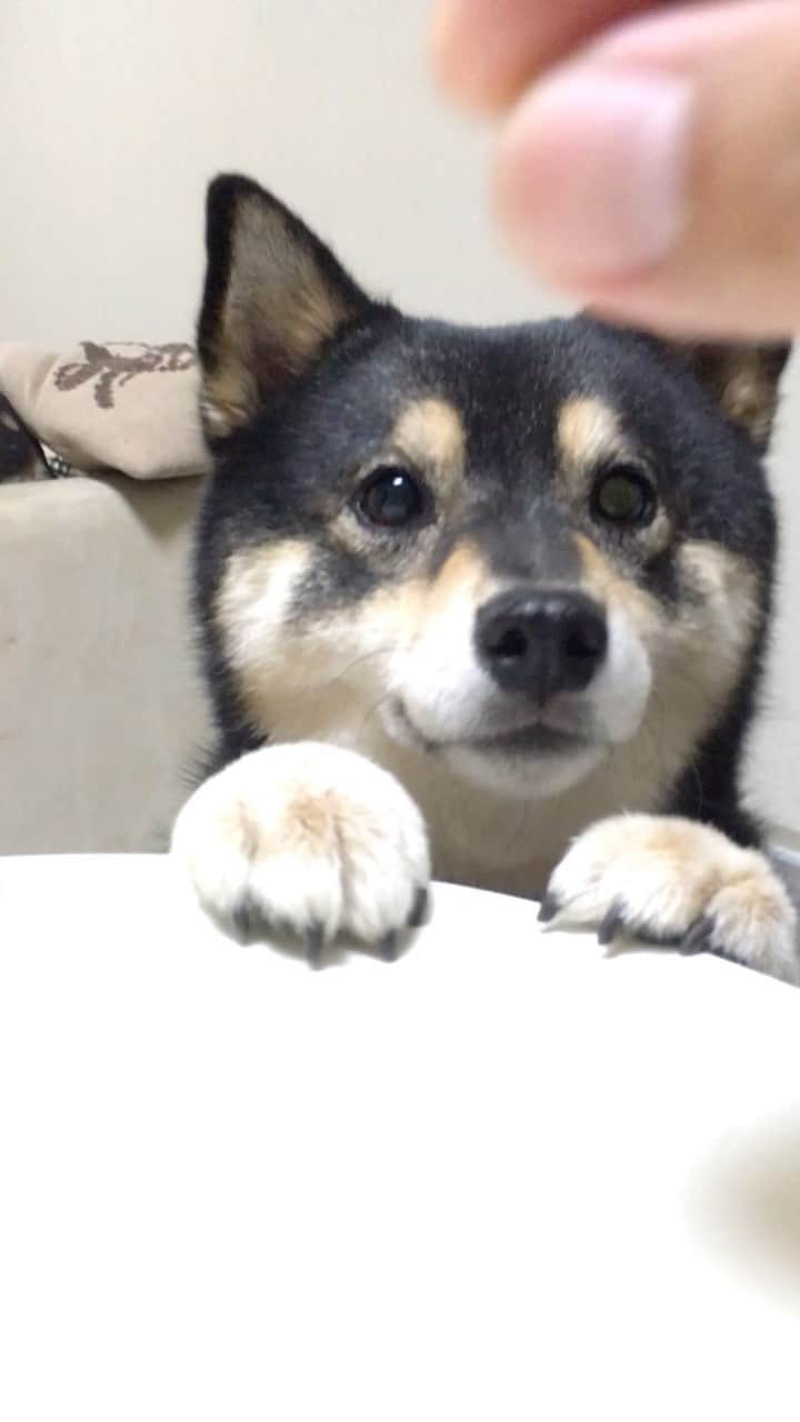 吾子のインスタグラム：「・ ・ ・ ・ ・ 🥺❤️ ・ おやつ🐶❓❤️ ・ 昔っから食いしん坊ーおやつばっかり🤷🏻‍♀️ ・ 食欲あるのは良いことですね🙆 ・ ・ ・ ・ ・ ・ ・ ・ ・ ・ ・ ・ ・ #6年前のあこわん #やっぱ若い❓ #sapporo  ・ 北海道の柴犬 #柴北会 の皆ワン🐶あったかくなってきたねー ・ #adorable #instadog#shibainu#dog#柴犬ライフ #instashiba#柴犬マニア #9gag #barked #kuroshiba#socute #cutedog#いぬのきもち #黒柴 #dogstagram_japan」