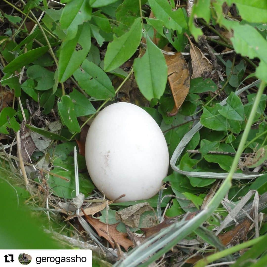 Gero City【下呂市公式アカウント】さんのインスタグラム写真 - (Gero City【下呂市公式アカウント】Instagram)「#Repost @gerogassho with @use.repost ・・・ 下呂温泉合掌村のアイドル、鴨が卵を産みました。でも、ちっとも卵を温める様子がなく、近くの木の下でのんびりとしています。  　今週はだんだんと梅雨空になる予報ですが、村内のアジサイが少しずつ咲き始めました。 　 #gerostagram　#下呂温泉合掌村　#下呂温泉　#下呂　#鴨　#カモ　#カモの卵　#産卵　#アジサイ　#あじさい　#紫陽花　#梅雨　#梅雨空」6月7日 10時07分 - gerostagram