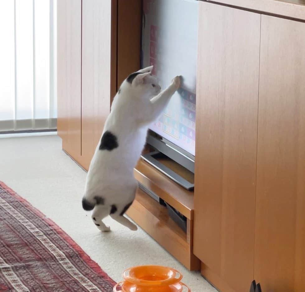 猫ラボさんのインスタグラム写真 - (猫ラボInstagram)「朝の天気予報をチェックするおしごと #福ちゃんとテレビ」6月7日 10時01分 - nekolabo