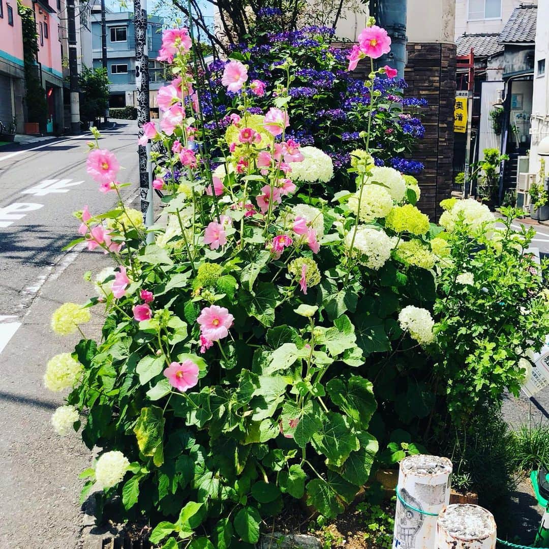 水谷さるころのインスタグラム：「タチアオイの季節ですね。タチアオイ見るとつい写真撮っちゃう。好き。」