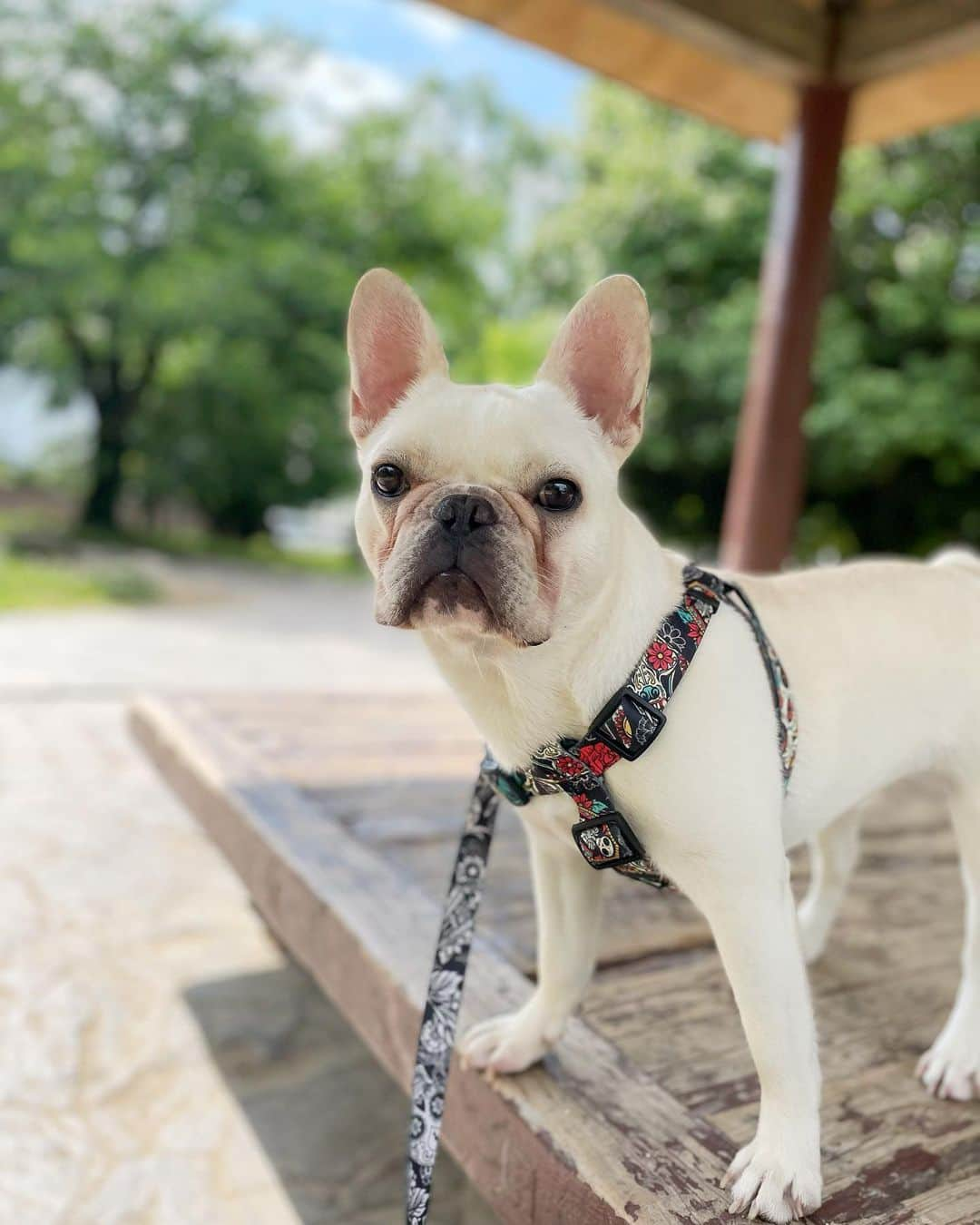 宇都宮絵莉さんのインスタグラム写真 - (宇都宮絵莉Instagram)「相棒🐖 #frenchbulldog #犬のいる暮らし」6月7日 10時26分 - eri_utsunomiya