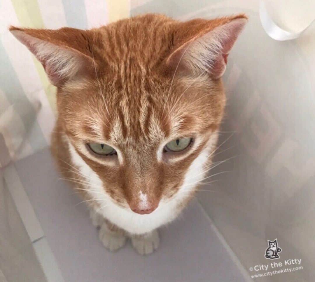 City the Kittyのインスタグラム：「How’s your week going? ❤️🐾  #cutecat #catphoto」
