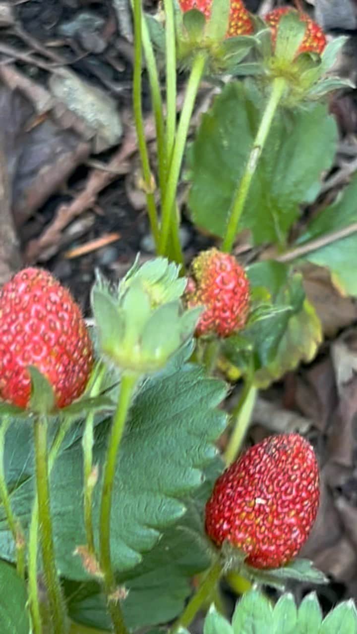 サラ・ウェイン・キャリーズのインスタグラム：「june garden tour, the blair witch version (sry 4 my camera work!) #growfood」