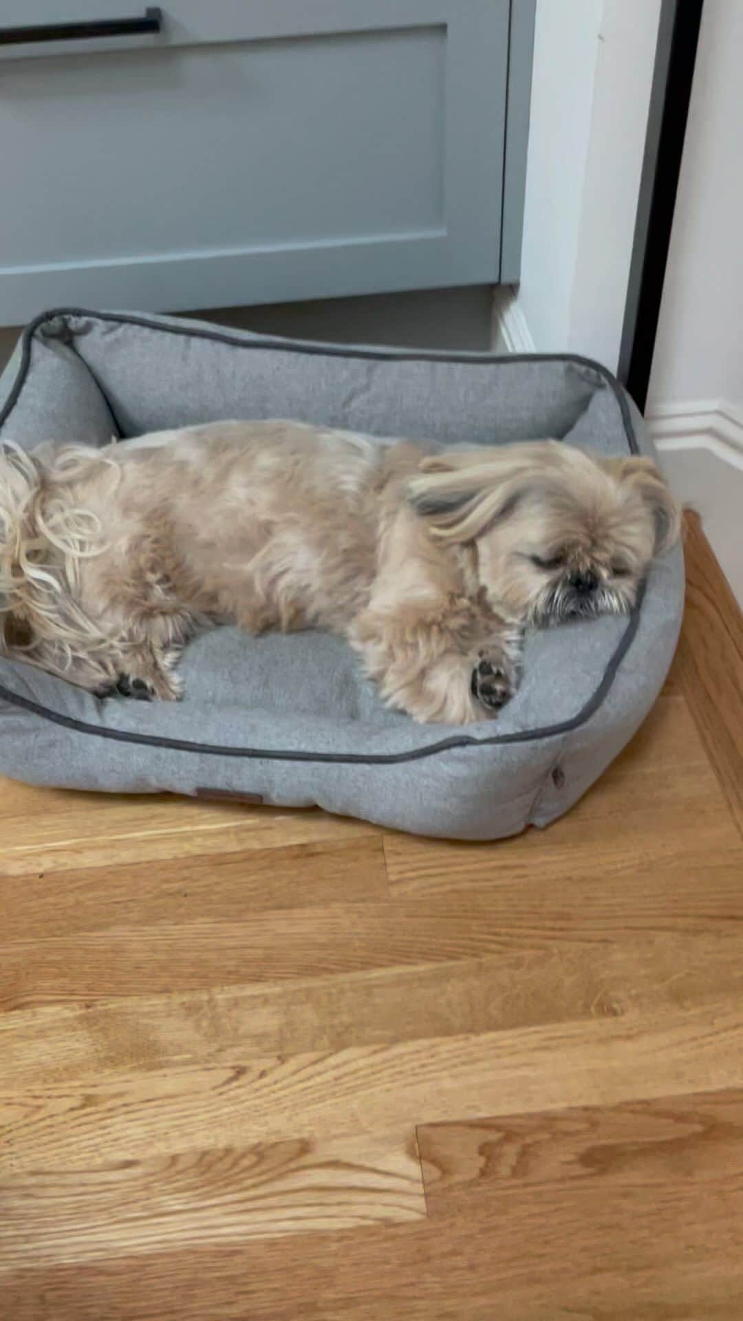 Dougie the Shih Tzuのインスタグラム：「Bacon sizzling and Shih Tzu snoring.」