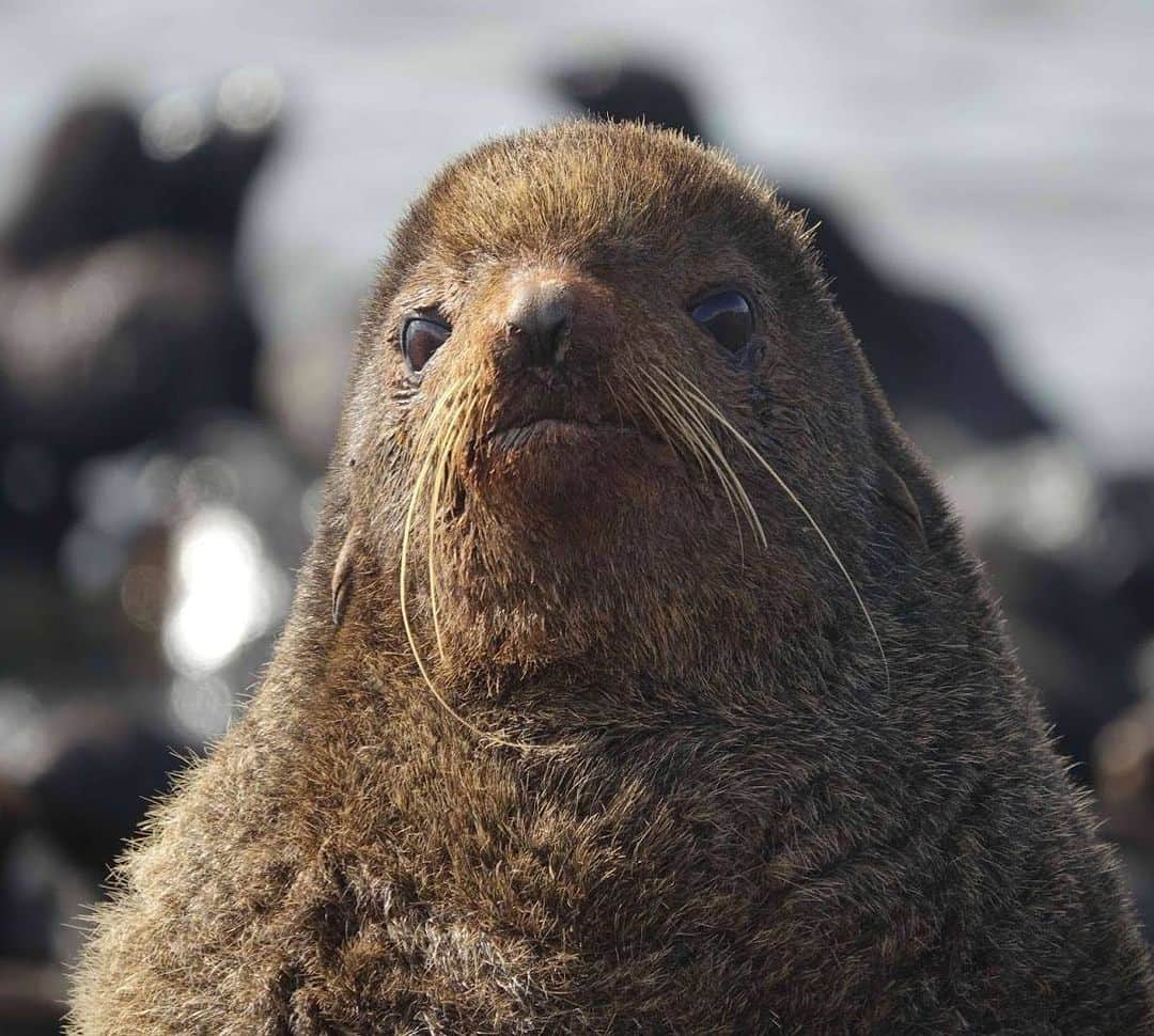 アメリカ内務省さんのインスタグラム写真 - (アメリカ内務省Instagram)「This Northern fur seal has our seal of approval.   These "sea bears" are known for the dense fur covering their bodies to keep them warm in the frigid waters where they live. And by dense, we mean 300,000 hairs per square inch!   Northern fur seals are pelagic, spending most of their lives in the open ocean and only using certain offshore islands for pupping and breeding. They primarily reside on Alaska Maritime National Wildlife Refuge’s Pribilof Islands and Bogoslof Islands, but their range extends to two islands off California.   Photo by Ryan Mong / @usfws   #wildlife #seals #publiclands   Alt Text: A hairy seal with long whiskers stares ahead.」6月7日 4時49分 - usinterior