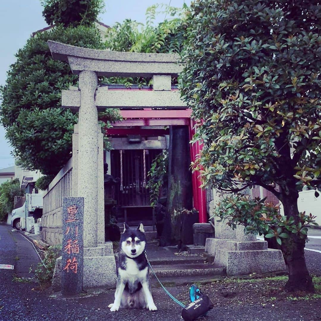 くろさんのインスタグラム写真 - (くろInstagram)「G☺︎☺︎d m☺︎rning ⛩️  雨あがりの朝んぽ🐾  #朝んぽ #狛犬風 #豊川稲荷 #豊川稲荷神社 #神社 #奥沢散歩 #自由が丘散歩 #奥沢犬 #自由が丘犬 #勝手に看板犬 #柴犬 #黒柴 #黑柴 #和犬 #日本犬 #わんこ #イッヌ #柴犬のいる暮らし #黒柴のいる暮らし #わんこのいる暮らし #イッヌのいる暮らし #kuroshiba #blackshiba #shibainu #shibadog #shibastagram #dogstagram #instadog」6月7日 5時25分 - m6bmw