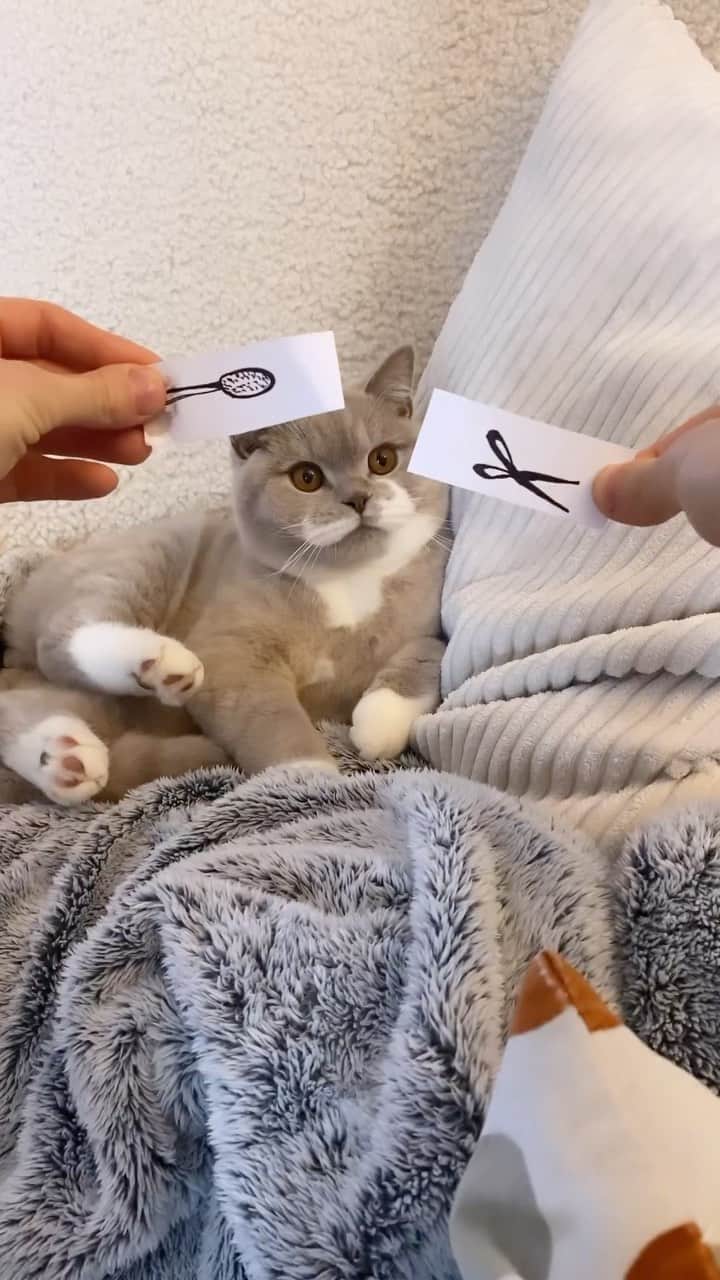 のインスタグラム：「Card challenge with Kofi  @kofi_britishcat  #meowed #cutecat #cat #cardchallenge #kofi #kofibritishcat #BSH」